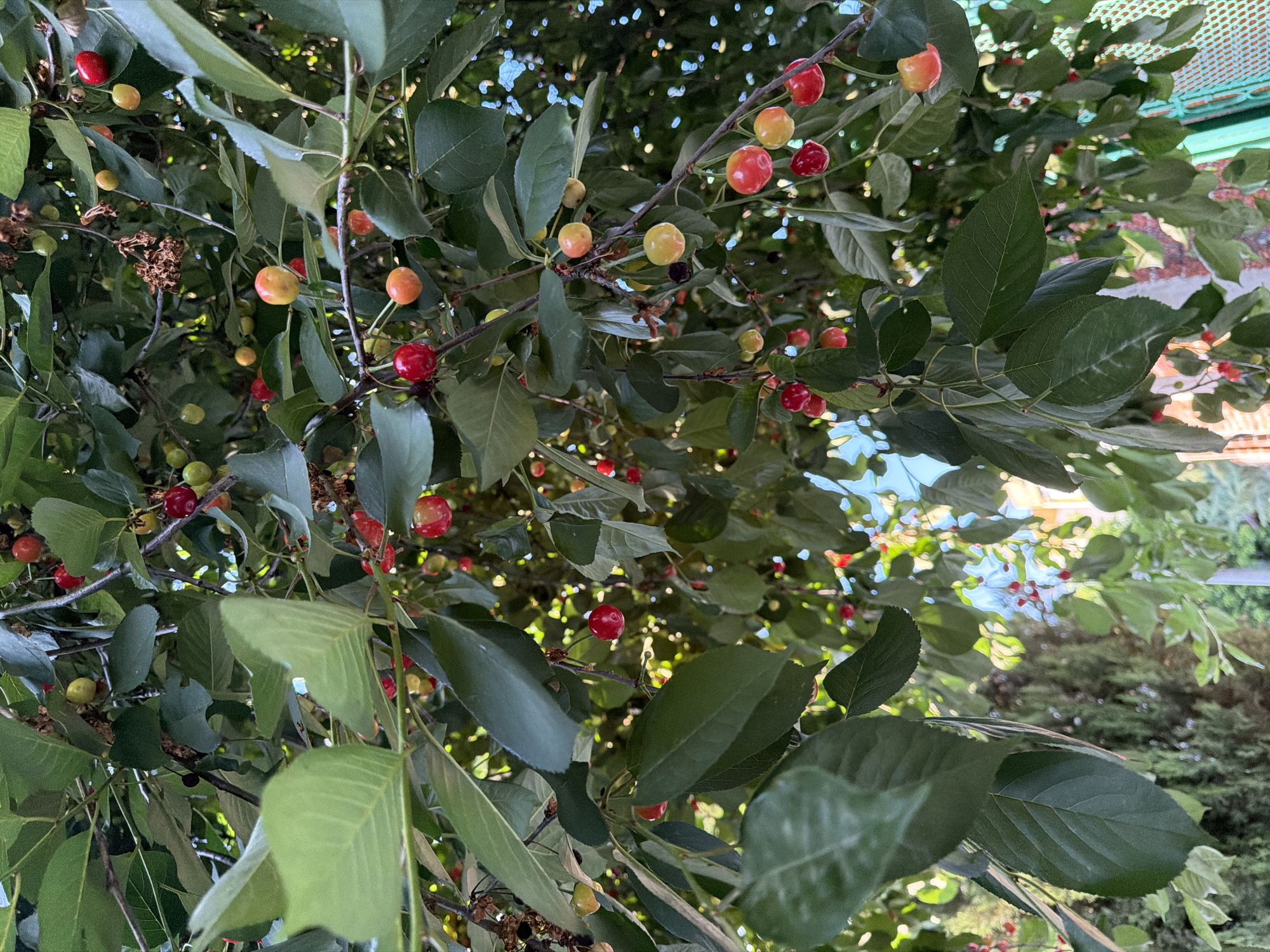 A low-angle medium shot captures a dense cherry tree laden with ripe and unripe cherries against a blurred backdrop of foliage and sunlight. The cherries, in various stages of ripeness, range from bright red to yellow and green, hanging from thin branches. Lush green leaves dominate the foreground, creating a dappled effect with sunlight filtering through. The scene appears to be outdoors in a natural setting, potentially a garden or park. The overall impression is one of abundance and the peak of the cherry season. There is no visible indication of the specific location within Pazardzhik, Bulgaria.