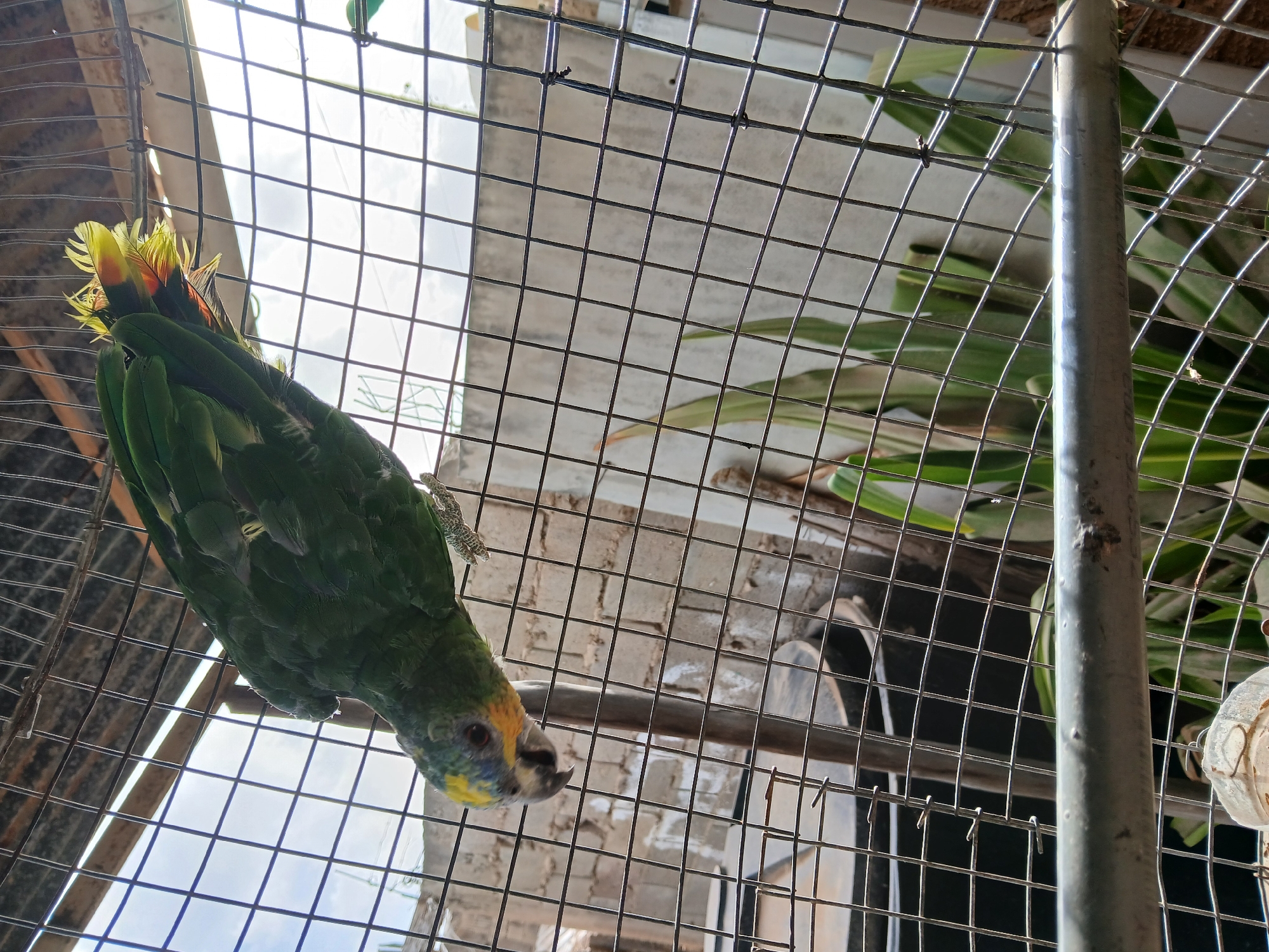 A green parrot with a yellow face and red wingtips perches upside down inside a wire cage. The cage sits on a rooftop in Juan Griego, Venezuela, as indicated by the surrounding building and the local vegetation. The parrot clings to the cage bars, its head facing downward. A metal support pole of the cage is visible, alongside leaves from a plant. The sky is visible in the background.