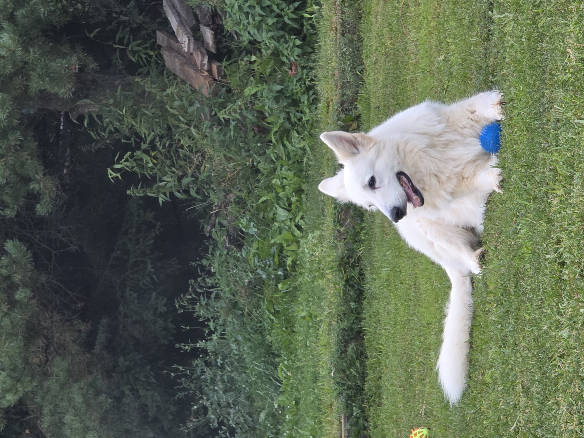 A white German Shepherd dog lies on a green grassy lawn. The dog is facing to the left, with its mouth open and tongue slightly visible. A bright blue ball is positioned in front of the dog's paws. In the background, there is dense green foliage, including trees and bushes, and a stack of wooden planks. The scene appears to be outdoors in a natural setting, possibly a backyard or a park. There is no indication of the specific location within the city of Речицы, Russia.