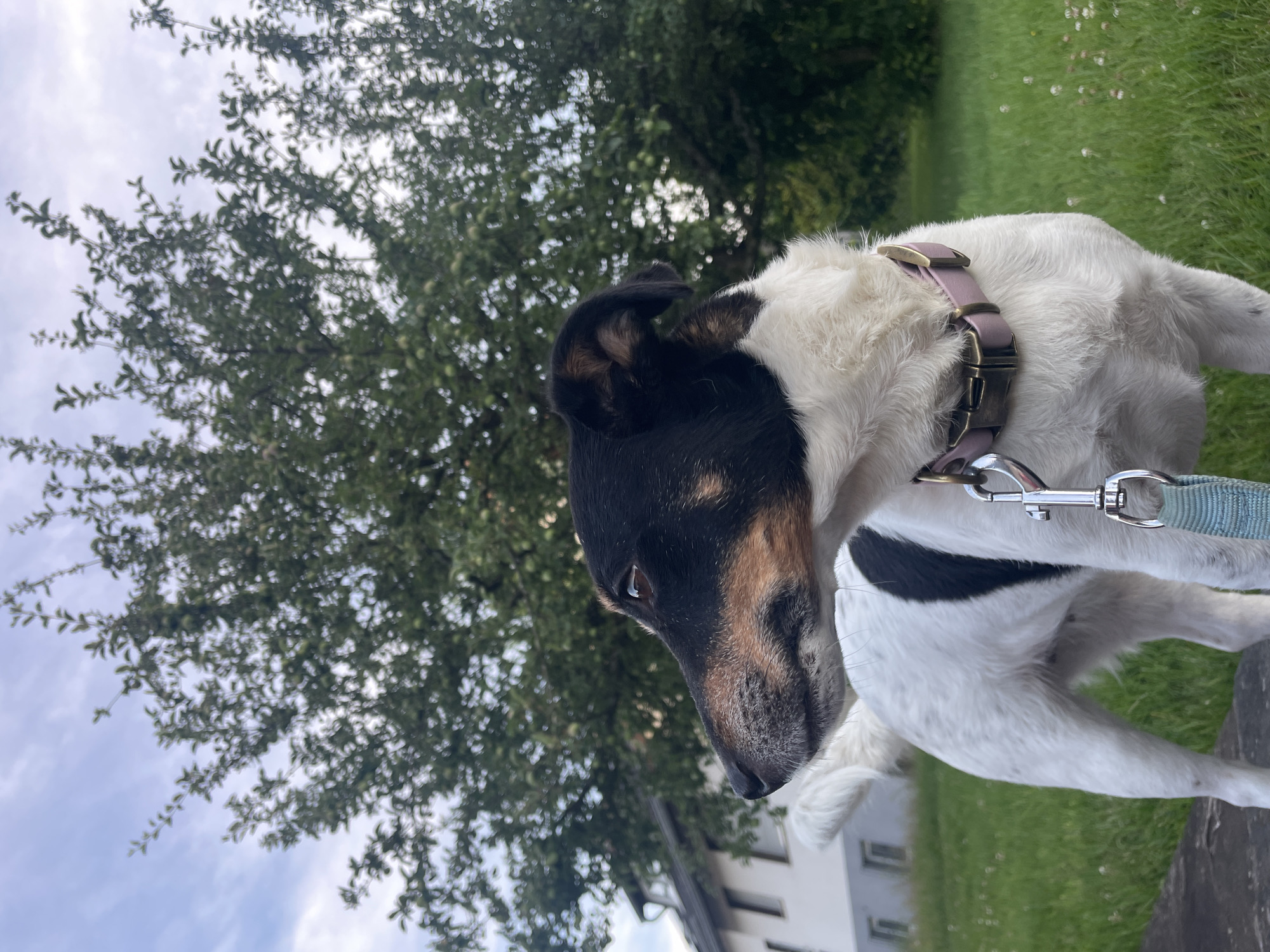 A short-haired, white and black dog with tan markings on its face and ears is standing on a low stone wall. The dog is wearing a pink collar and a leash. In the background, there is a green lawn with scattered small white flowers, a building with windows, and a large tree with green leaves. The sky above is partly cloudy. This scene is located in the city of Wiehl, Germany.