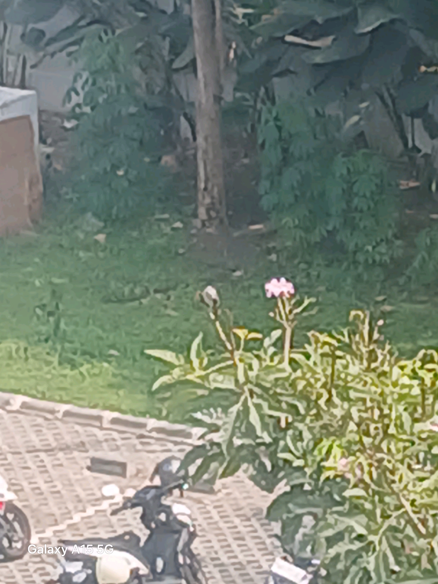In Surabaya, Indonesia, this photograph captures an outdoor scene with a focus on lush green foliage and a paved walkway. The walkway is constructed with light-colored interlocking bricks and shows evidence of tire marks, suggesting it is used by vehicles. Two motorcycles are partially visible on the walkway, one in the foreground with its front wheel and side visible, and another further back with its handlebars and seat in view. Amidst the greenery, a single pink flower with multiple petals blooms on a slender stem. The background consists of dense vegetation, including large leaves and a tree trunk, indicating a natural or semi-natural setting within the urban environment. A partially visible concrete structure with a brown rectangular section is also present on the left side of the image. The overall lighting suggests it is daytime.
