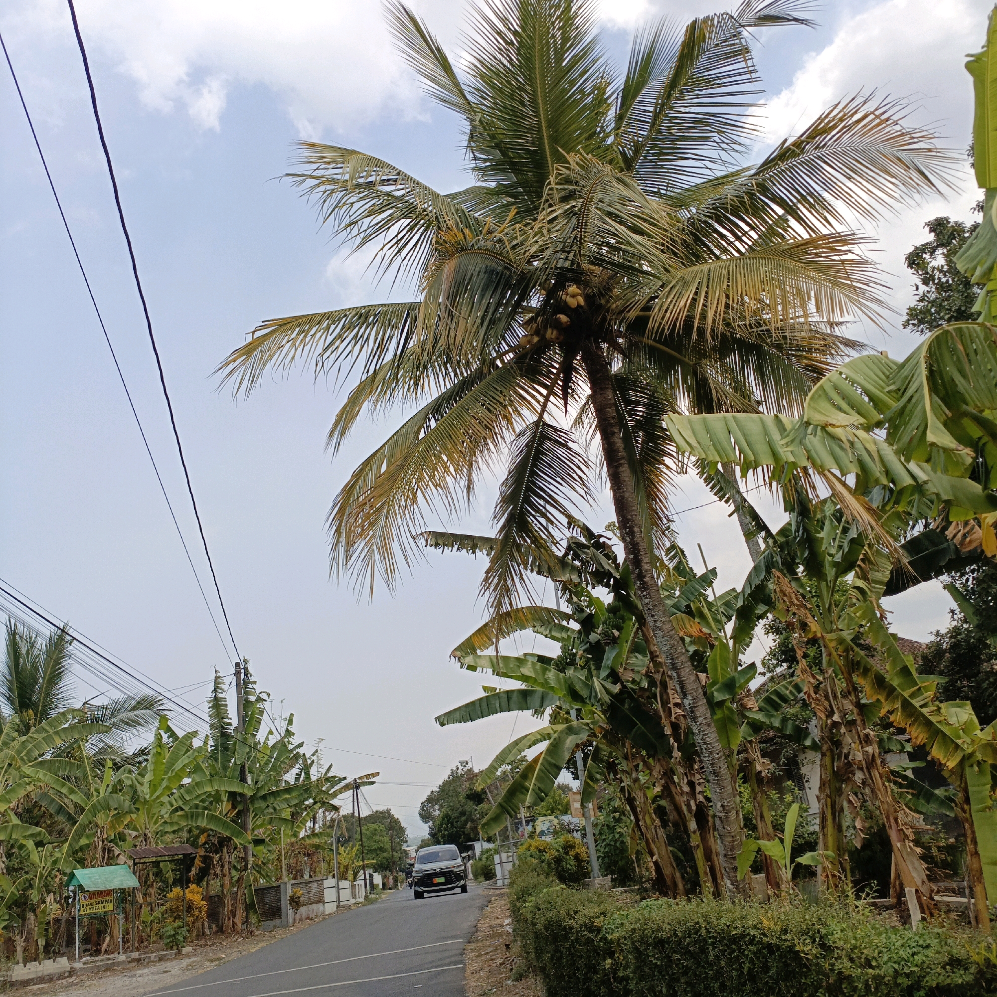 This image depicts a street scene in Salatiga, Indonesia. A paved road runs diagonally from the lower left to the center right of the frame. On the left side of the road, a green sign with Indonesian text, possibly indicating a rule or information, is partially obscured by lush vegetation, including banana trees and a tall coconut palm tree bearing coconuts. Electrical wires crisscross the sky above. A dark-colored car is driving away from the camera on the road. The right side of the road features a low brick wall and a dense hedge. The environment is characterized by abundant tropical foliage, including numerous banana plants and palm trees, suggesting a semi-rural or tropical urban setting. The sky is partly cloudy. No people are visible in the image.