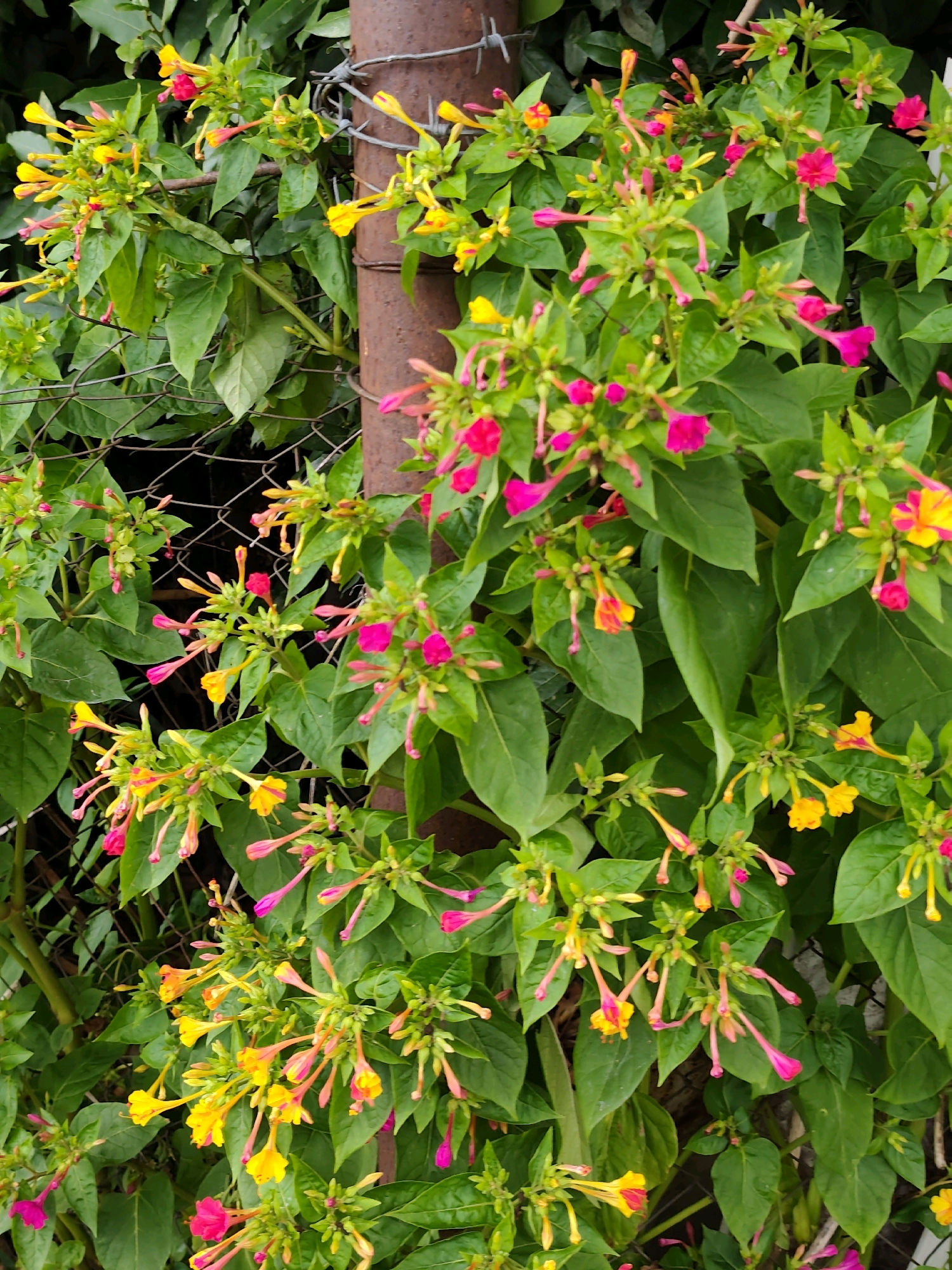 In the city of Oryol-Izumrud, Russia, a cluster of four o'clock flowers (Mirabilis jalapa) is captured against a backdrop of lush green foliage, a rusty metal pole, and a chain-link fence. The flowers display a vibrant mix of colors, with trumpet-shaped petals in shades of yellow, pink, and magenta. Many of the flowers are still in bud, their elongated forms hinting at the blooms to come. The foliage is dense and verdant, with broad, ovate leaves. A weathered, cylindrical metal pole, showing signs of rust and barbed wire, stands vertically on the right side of the frame. A section of chain-link fencing is visible on the left, partially obscured by the plants. The overall scene suggests an outdoor setting, likely a garden or the edge of a property, where these striking flowers have grown in abundance.