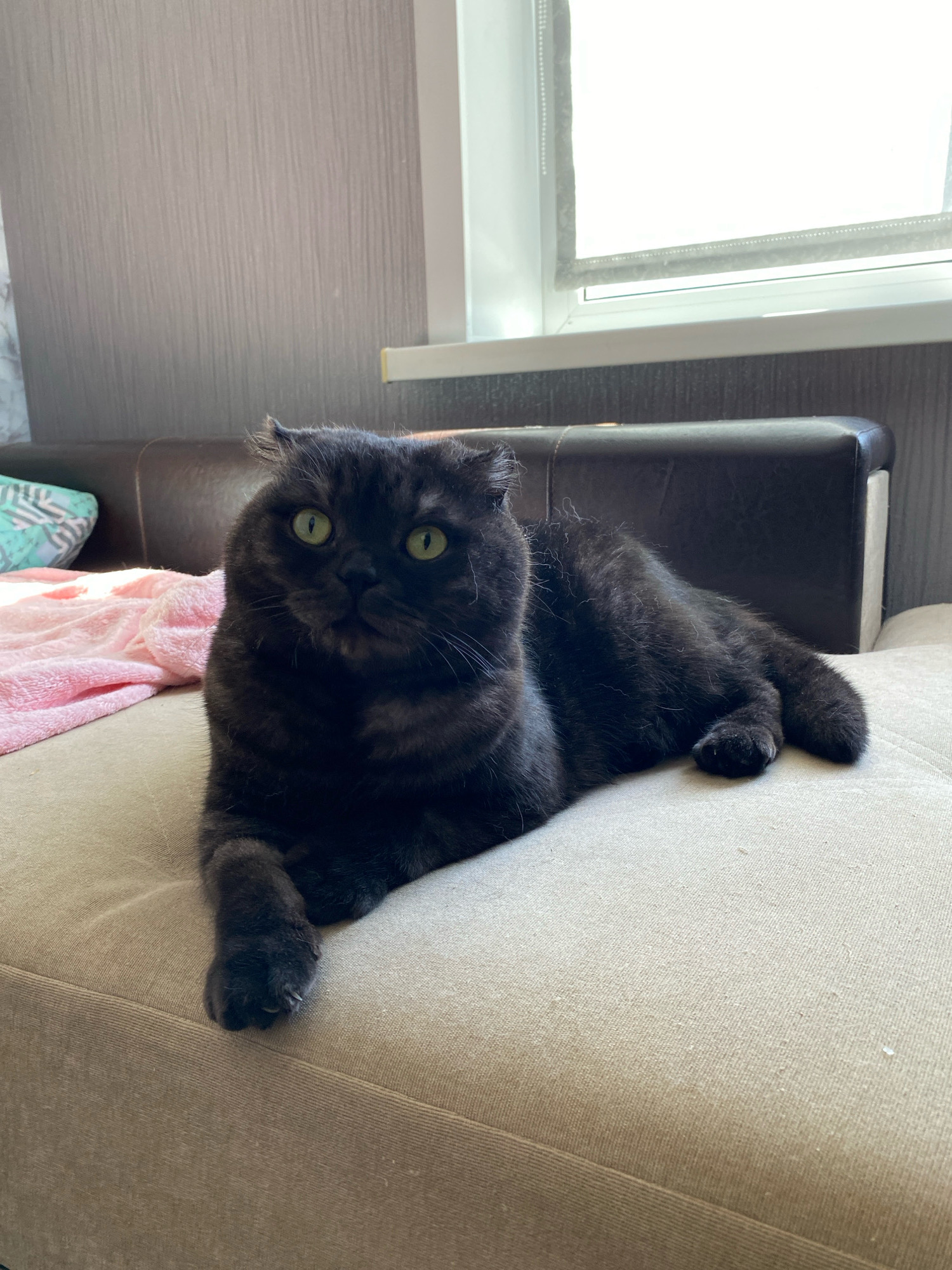A black Scottish Fold cat with bright green eyes is lying on a beige sofa. The cat is positioned in the center of the frame, facing slightly to the left. Behind the cat, on the sofa, is a pink blanket and a pillow with a geometric pattern. A dark leather headrest of the sofa is visible behind the cat. The background consists of a textured grey wall and a window with a white blind. The scene appears to be indoors, in a residential setting, potentially in the city of Zhlobin, Belarus.