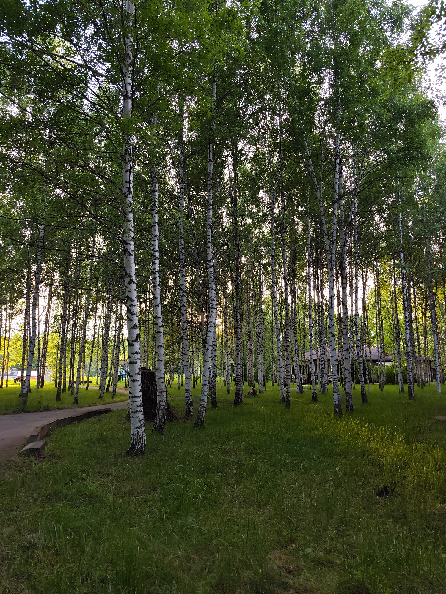 The image depicts a dense grove of birch trees with their characteristic white and black bark. The trees are tall and slender, forming a canopy of green leaves that filter the sunlight, creating a dappled effect on the grassy ground. A curved pathway, likely made of concrete or asphalt, is visible in the foreground, winding through the grass and disappearing into the trees. The ground is covered with lush green grass, interspersed with some patches of yellowing grass, suggesting either dry periods or the onset of autumn. In the background, glimpses of a building with a dark roof and wooden elements can be seen through the trees, hinting at a park or recreational area. The overall atmosphere is serene and natural, characteristic of a park environment in Zhirnosovo, Russia. There are no people or animals visible in the frame.