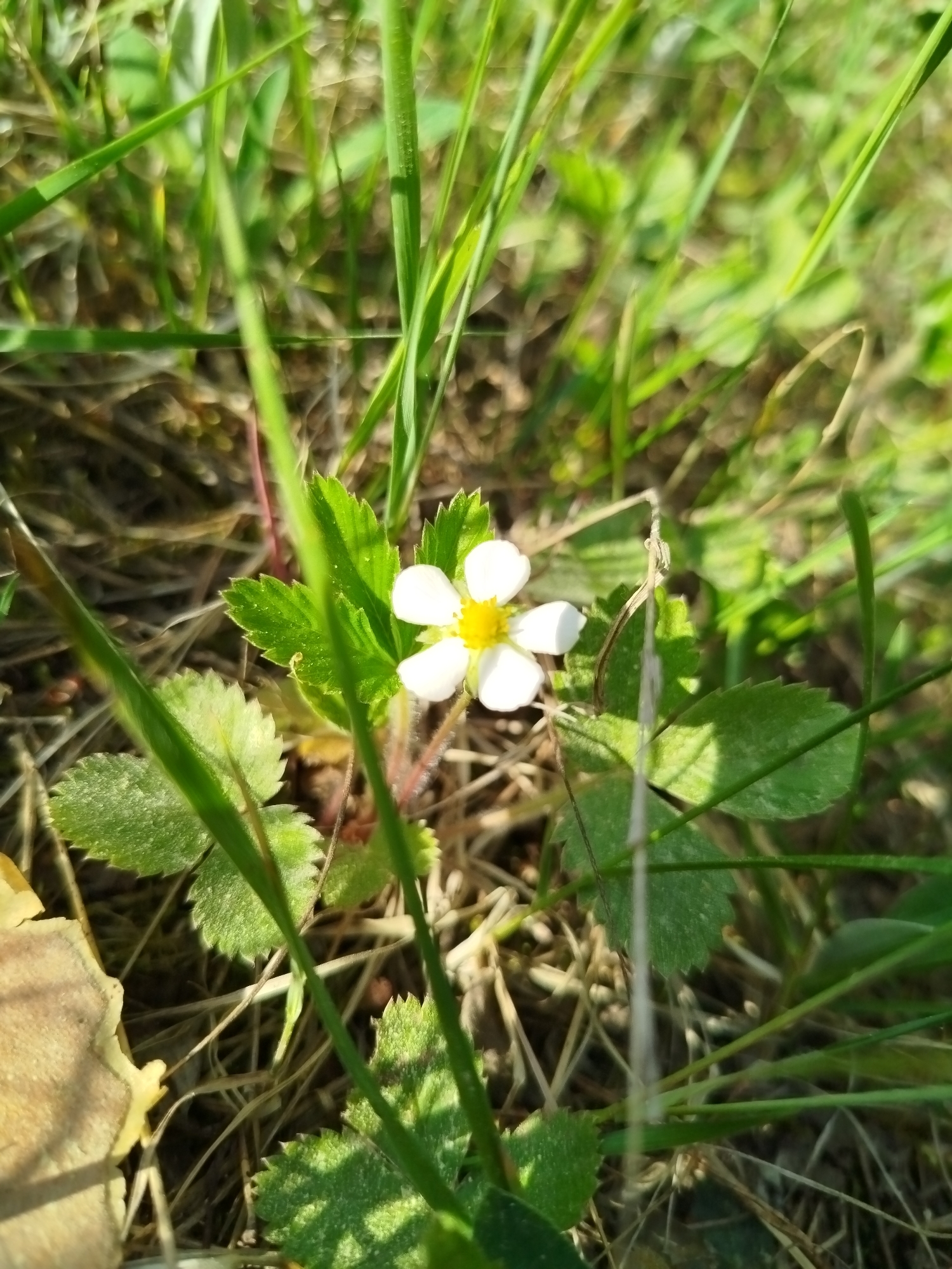 A close-up shot shows a small, white flower with five petals and a yellow center, surrounded by serrated green leaves. The flower is growing among blades of grass and some dead leaves. The setting appears to be outdoors in a natural environment. The location, Заречье, Russia, is not verifiable from the image. No people, interactions, or further objects are visible.