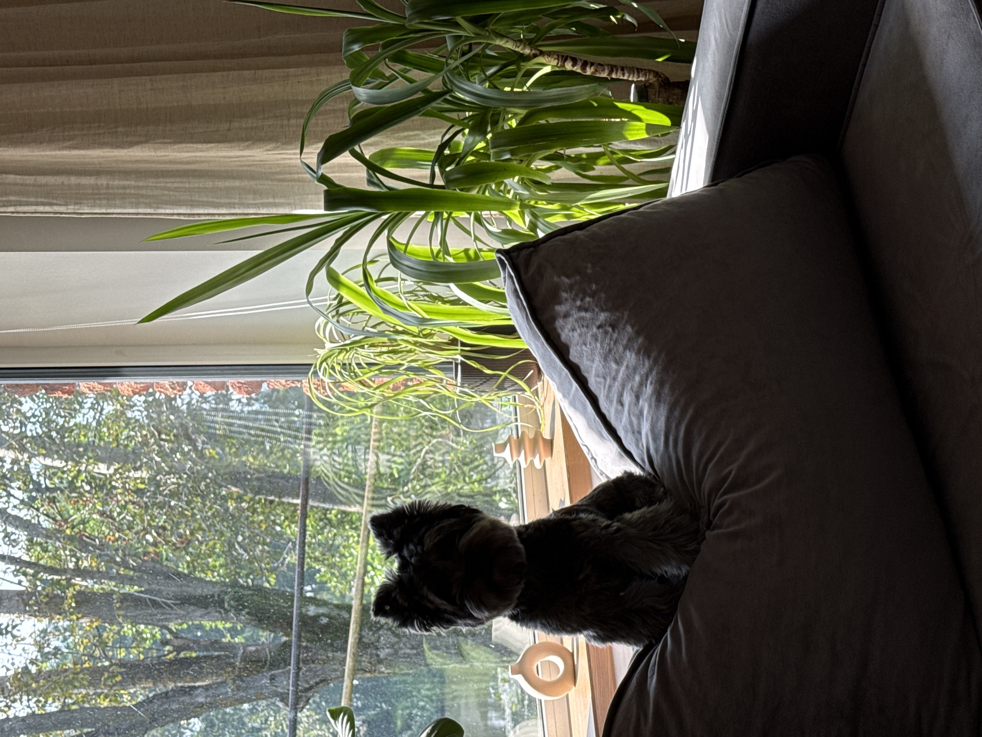 A dark-colored dog sits on a gray couch in front of a large window. The dog is silhouetted against the light from the window, making its features indistinct. Outside the window, trees and foliage are visible, suggesting a natural, possibly wooded, environment. The room appears to be indoors, with sunlight streaming through the window and illuminating dust particles in the air. The couch is plush and appears to be made of a soft fabric. There are several potted plants in the background, adding to the indoor greenery. The overall impression is one of a calm and peaceful domestic scene, with the dog as the central subject.
The image does not provide any information that would allow for its specific location in the city of Chaikovsky, Russia.