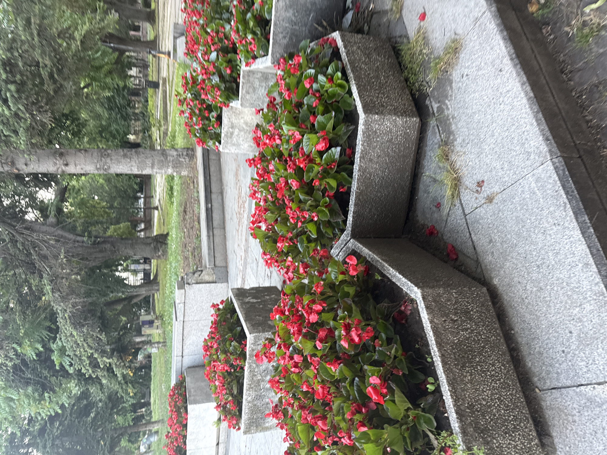 The image shows a park in Varna, Bulgaria. In the foreground, several concrete planters filled with bright red flowers are arranged on a paved walkway. The planters are hexagonal in shape and have a rough, textured surface. Behind the planters, a grassy area with trees can be seen. The trees are tall and leafy, creating a shaded environment. The overall impression is one of a well-maintained urban park.