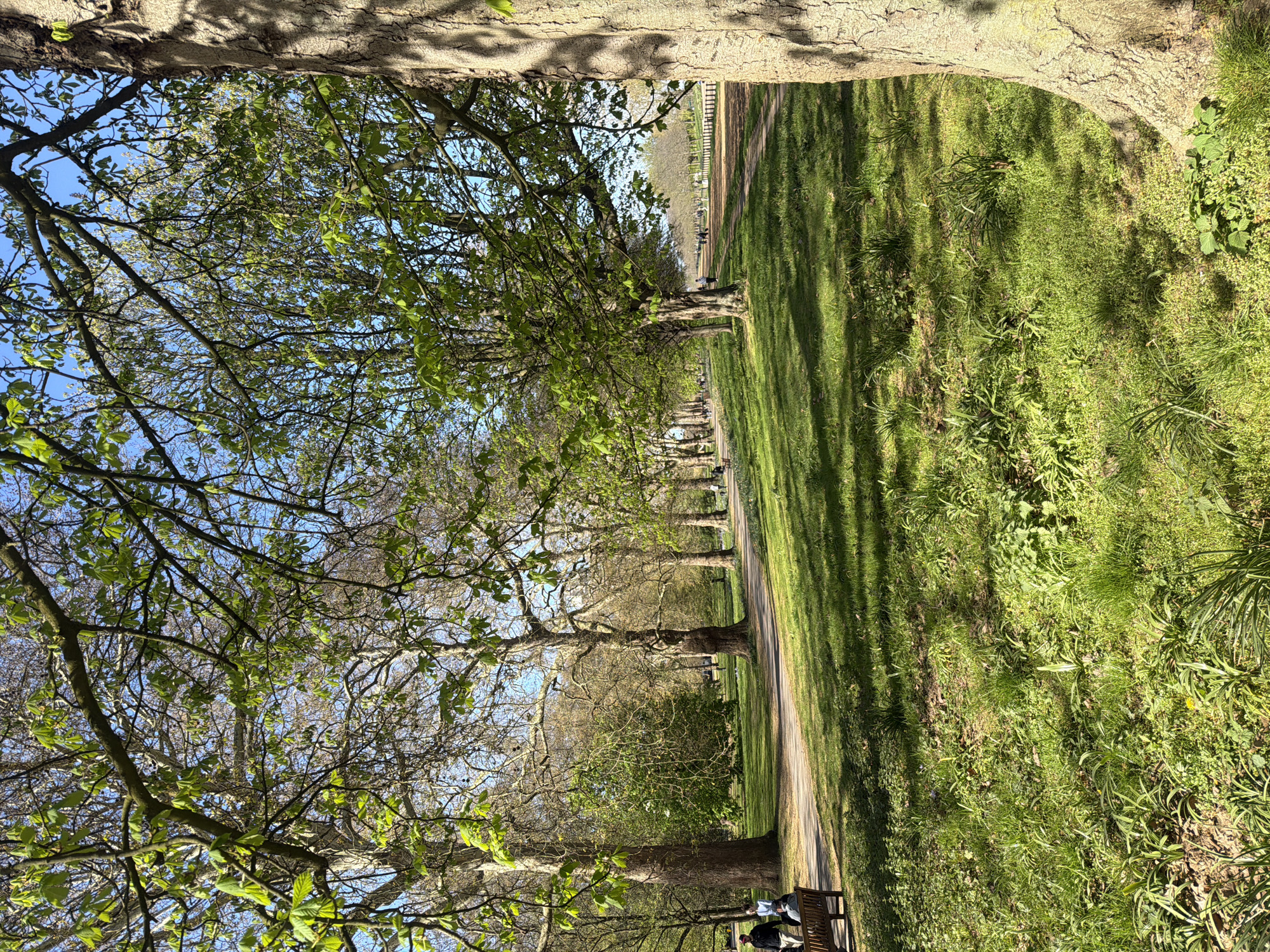 The image depicts a park in London, United Kingdom, likely Hyde Park or Kensington Gardens, known for their tree-lined pathways. The perspective is from beneath trees with budding leaves against a blue sky. A path runs through the center, with green grass on either side. Sunlight filters through the trees, casting shadows on the ground. In the distance, people walk along the path. In the foreground, a park bench is visible, possibly occupied by individuals. The focus is on the natural landscape, with the path and people suggesting a public space for recreation.