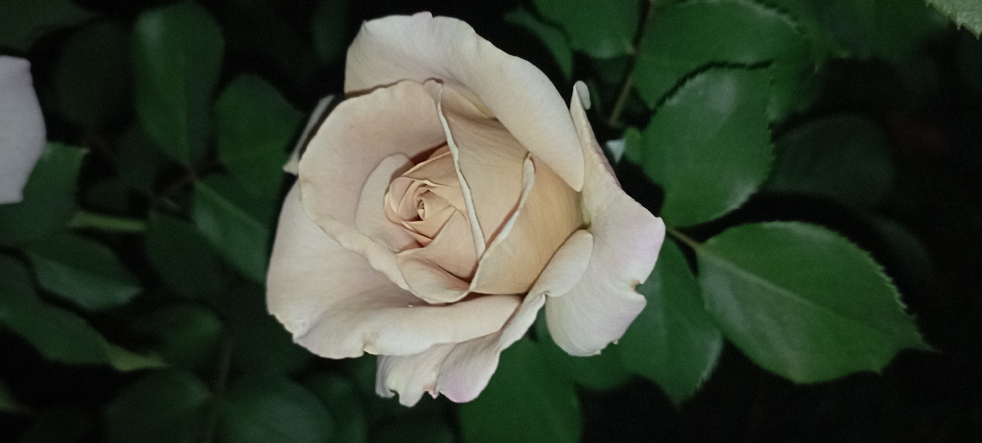 A single, light-peach colored rose is in full bloom against a dark green, out-of-focus background of leaves. The rose is positioned in the center of the frame, with its petals gently unfurling to reveal a tightly wound center. The lighting is soft, highlighting the delicate texture and subtle color variations of the petals. The image appears to be a close-up photograph taken outdoors, likely in a garden setting. There is no discernible information about the city of Radisne, Ukraine.