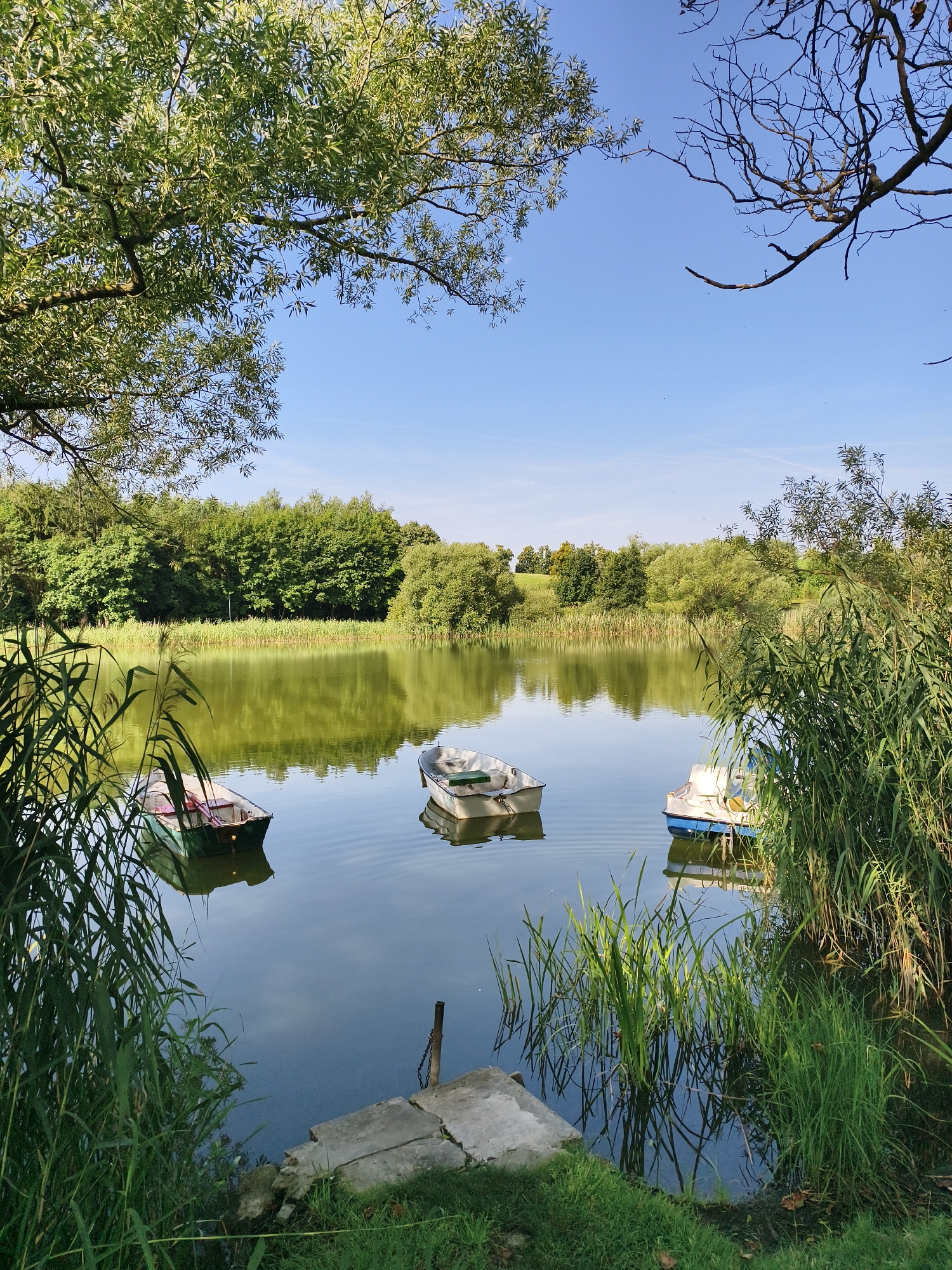 The image depicts a serene natural scene at the Sztum Lake in Sztum, Poland. A calm, greenish lake is the central element, reflecting the clear blue sky and the lush green trees that surround its banks. In the foreground, tall reeds and grasses grow along the water's edge, adding to the natural ambiance. Several small boats are visible on the lake. One boat, painted in shades of green and red, is closer to the viewer on the left. Another white boat is positioned further into the lake, towards the center. On the right, a white and blue pedal boat is also present. The background is dominated by a dense line of trees and vegetation, creating a picturesque backdrop. The overall impression is one of tranquility and natural beauty, suggesting a peaceful day by the water.