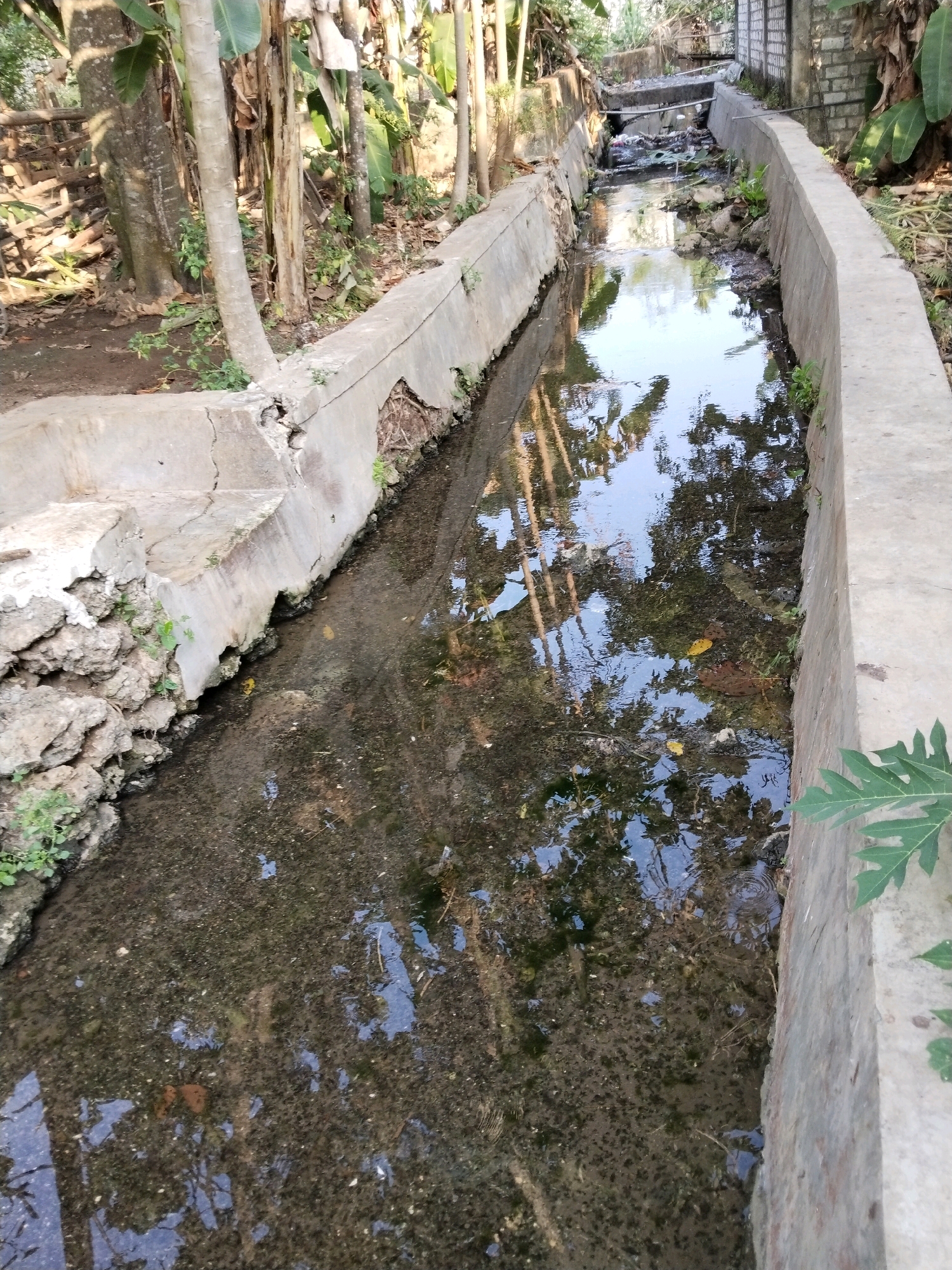 The image depicts a concrete channel with murky water flowing through it. The channel is bordered by concrete walls, with some sections showing signs of damage and vegetation growing around them. The water is filled with sediment and debris, including leaves and twigs. Reflections of trees and sky are visible on the water's surface. To the left of the channel, there is a dirt area with trees and some wooden structures. To the right, more trees and vegetation are present, along with a brick wall in the background. The scene appears to be an outdoor environment, possibly in a rural or semi-urban area, in Semanding, Indonesia.