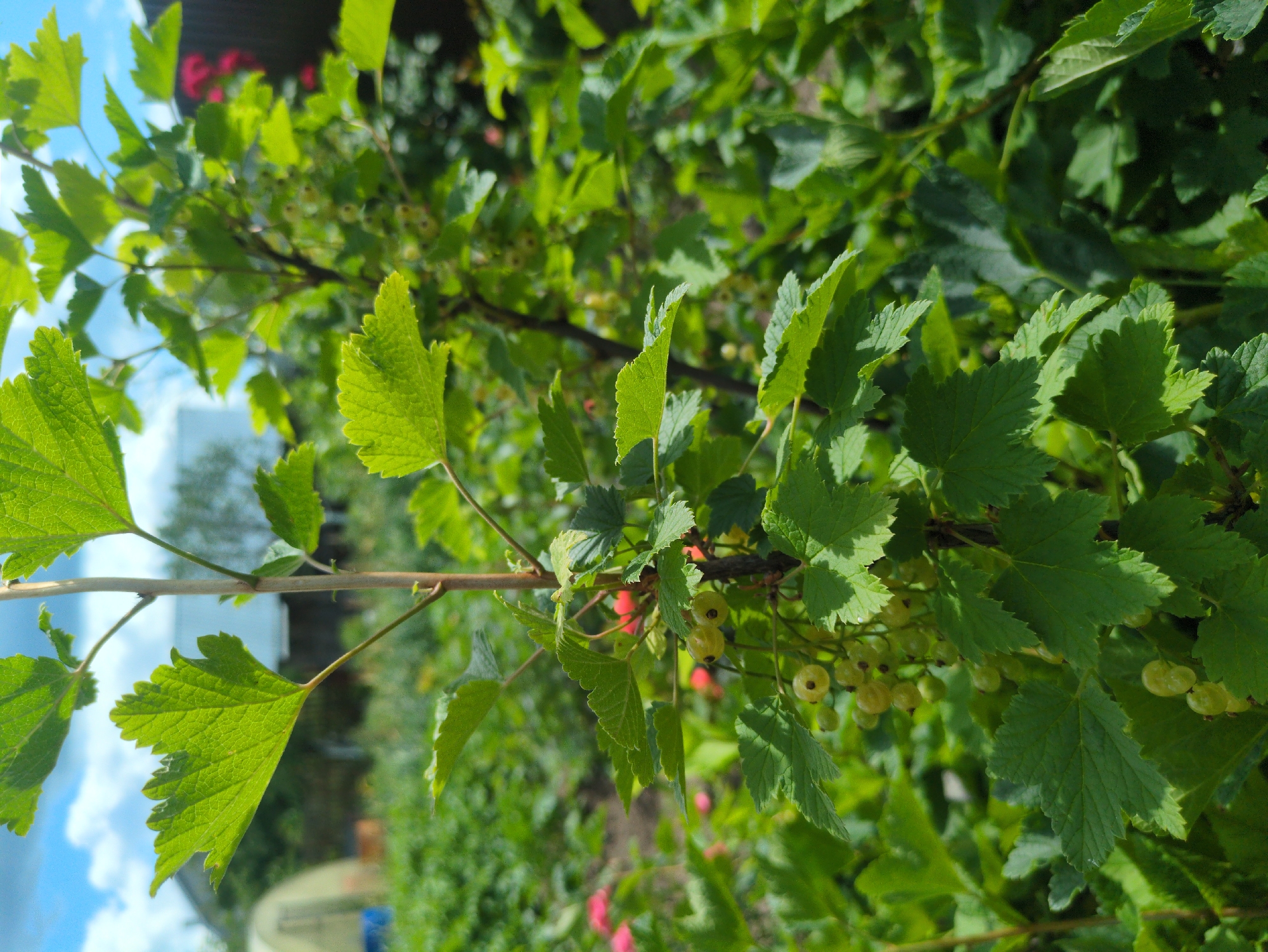The image shows a close-up of a green currant bush with unripe, pale green berries. The bush has vibrant green leaves with serrated edges, and some thin stems are visible. In the background, out of focus, there is a glimpse of a greenhouse, a wooden fence, and other vegetation, suggesting a garden or rural setting. The sky is visible at the top with some clouds. The scene appears to be in Kulebaki, Russia, based on the provided context.