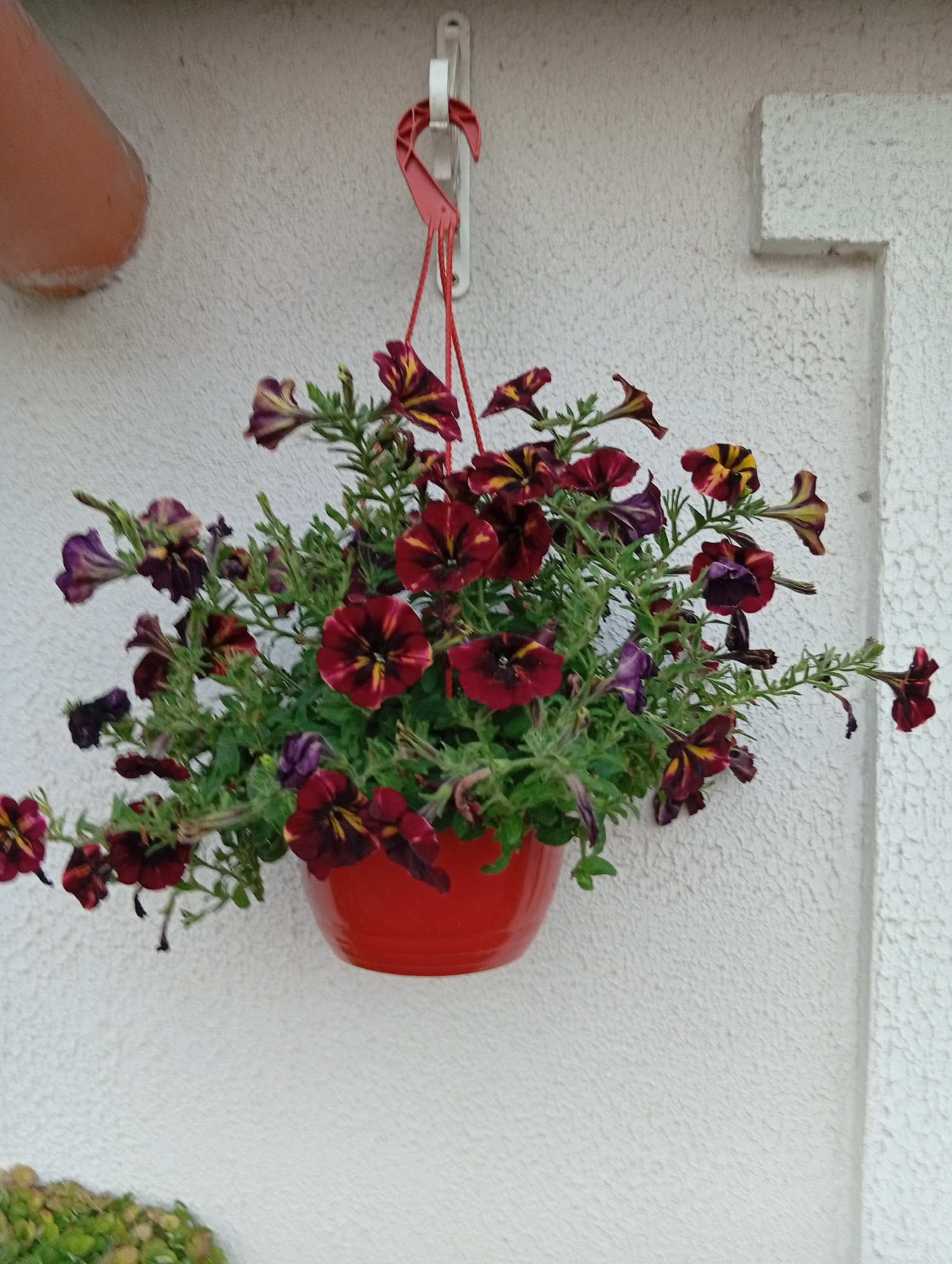 A red plastic hanging basket filled with flowering petunias is attached to a textured white wall by a red plastic hook. The petunias have dark red and yellow striped petals. Part of an orange pipe is visible on the left side of the image. The wall has a recessed rectangular decorative element on the right. The location is Крыўлянскі сельскі Савет, Belarus.