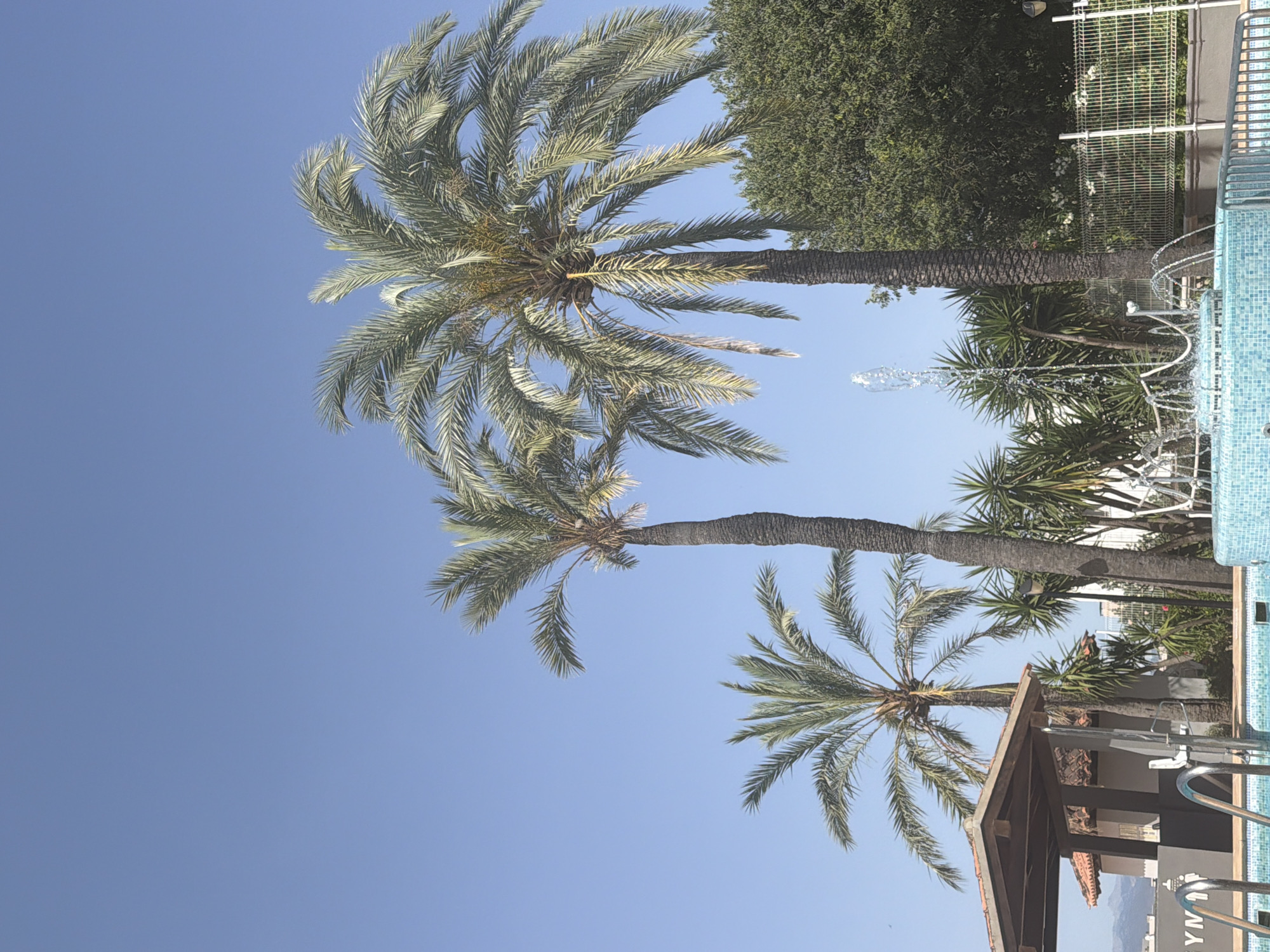 This media file displays a bright, sunny scene in Palma, Spain, with a clear blue sky and lush palm trees dominating the frame. The perspective is from below, looking up at the towering trees, suggesting a warm, possibly tropical, environment. One prominent palm tree is in the foreground, its fronds spread wide, while another, slightly smaller palm is positioned to its right. In the background, a dense cluster of green trees provides a vibrant contrast to the sky.
To the right of the palm trees, a swimming pool with distinctive blue mosaic tiles is visible, hinting at a resort or private residence. A metal ladder extends into the water, suggesting the pool is in use or ready for use. A water fountain is also active, with streams of water arcing upwards, adding a dynamic element to the scene. A small, tiled-roof structure with exposed wooden beams is partially visible at the bottom right, possibly a poolside cabana or bar. A metal fence with white decorative elements runs along the background, further suggesting a manicured outdoor space.
The overall impression is one of leisure and relaxation on a beautiful day. The sunlight suggests it is daytime, likely midday or afternoon, with pleasant weather. There is no visible text in the image.