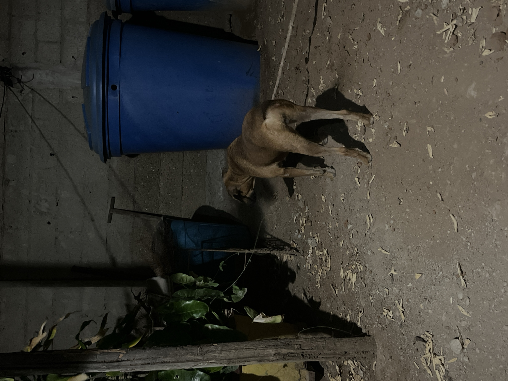 A medium-sized, light brown dog stands in a dimly lit, outdoor area with a concrete wall in the background. The ground is covered in dirt and scattered debris, including leaves and small stones. To the left, a large green plant is visible next to a wooden post. In the background, two large blue cylindrical containers with lids are present, one more prominently than the other. A shovel with a distinctive T-shaped handle leans against one of the blue containers. The scene appears to be in a utilitarian or storage area, possibly an alleyway or backyard, located in Juan Griego, Venezuela, given the context. The lighting suggests it is either nighttime or a heavily shaded area.