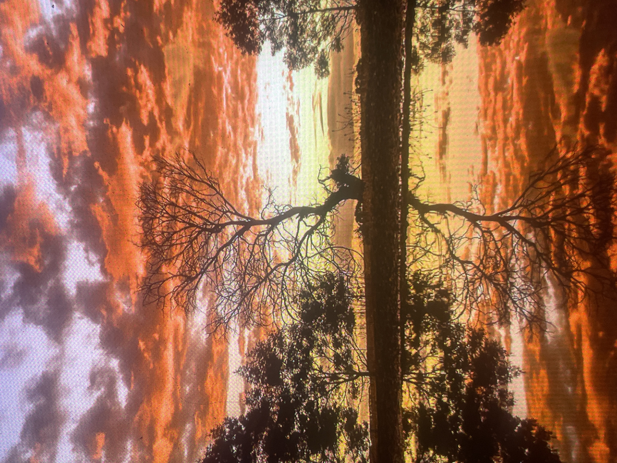The image depicts a tranquil landscape scene at either sunrise or sunset, situated in Zelenyi Hai, Ukraine. The upper two-thirds of the frame are dominated by a sky displaying a vivid array of colors, transitioning from a subtle purplish-blue in the top-left corner to intense oranges and reds across the central and right portions, indicative of a low sun angle. Numerous clouds are present, illuminated by the sun's light from below, casting dynamic patterns across the sky.
In the midground, a prominent, leafless deciduous tree stands centrally, silhouetted against the bright horizon. Its intricate network of bare branches is clearly visible. To the left, a cluster of other trees, some appearing to retain foliage, form a darker silhouette against the sky. On the far right, additional silhouetted trees are partially visible. A narrow, dark strip of land or bank separates these trees from the foreground.
The lower third of the image is occupied by a calm body of water, likely a pond or lake, which acts as a near-perfect mirror. This water surface accurately reflects the vibrant orange and red hues of the sky and clouds, as well as the complete silhouettes of the trees, including the detailed branch structure of the central bare tree. The reflection extends to the silhouetted trees on the left and right.
No human subjects, animals, or specific actions are discernible within the frame. The scene is characterized by natural elements and atmospheric lighting conditions. The image itself exhibits a noticeable pixel grid or screen-door effect across its entirety, suggesting it may be a photograph of a digital display or a low-resolution digital image.