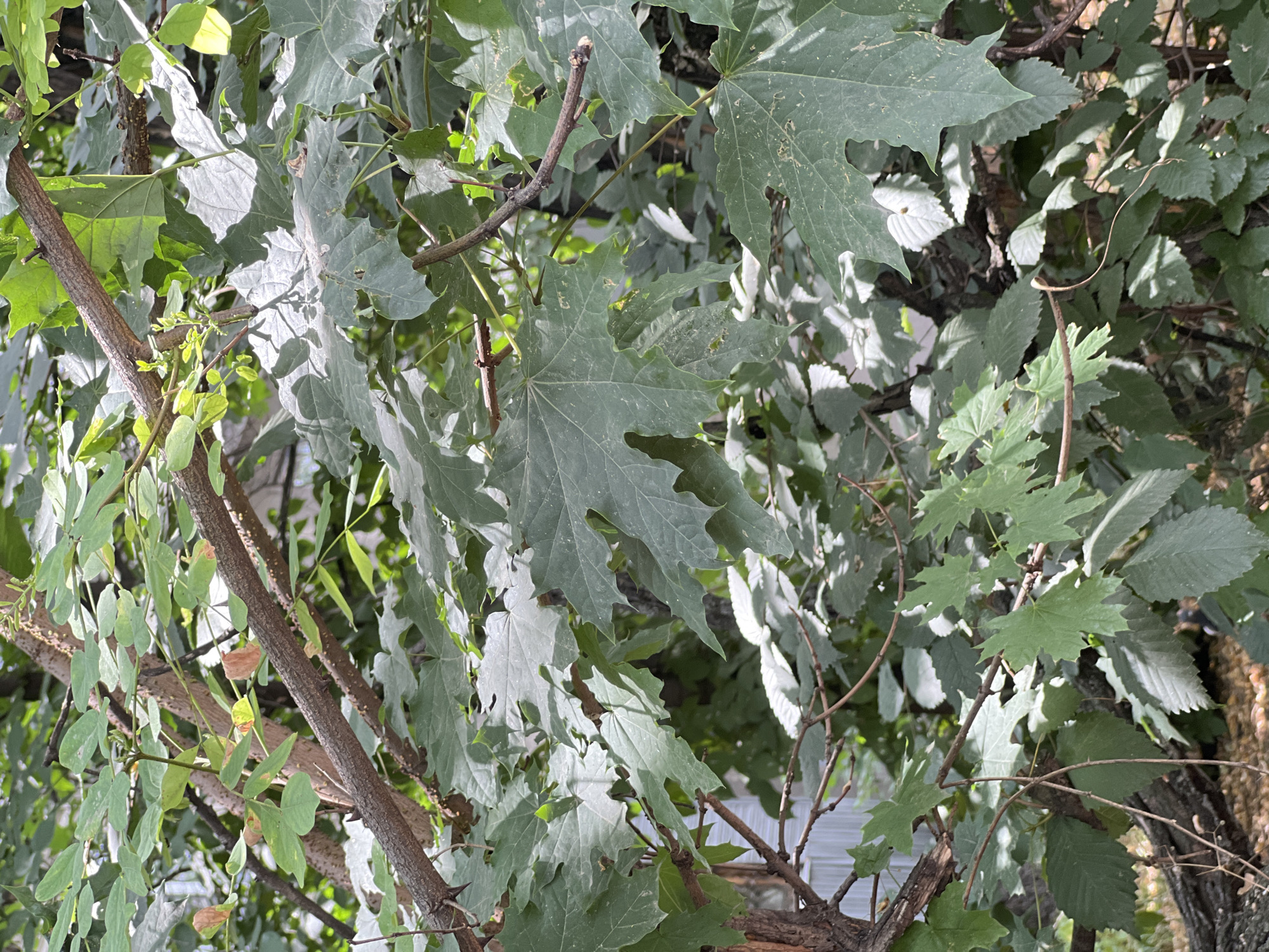 The image shows a close-up of tree branches and leaves. The leaves are predominantly green, with some showing signs of browning at the edges. The branches are brown and textured, with some appearing thicker and older than others. Sunlight filters through the leaves, creating dappled shadows. In the background, a light-colored, possibly corrugated metal surface is visible, suggesting a man-made structure. The overall setting appears to be outdoors, in a natural or semi-natural environment within a city. The scene is devoid of any people or obvious human activity. It is not possible to determine the specific location within the city of Almaty, Kazakhstan, from this image alone.