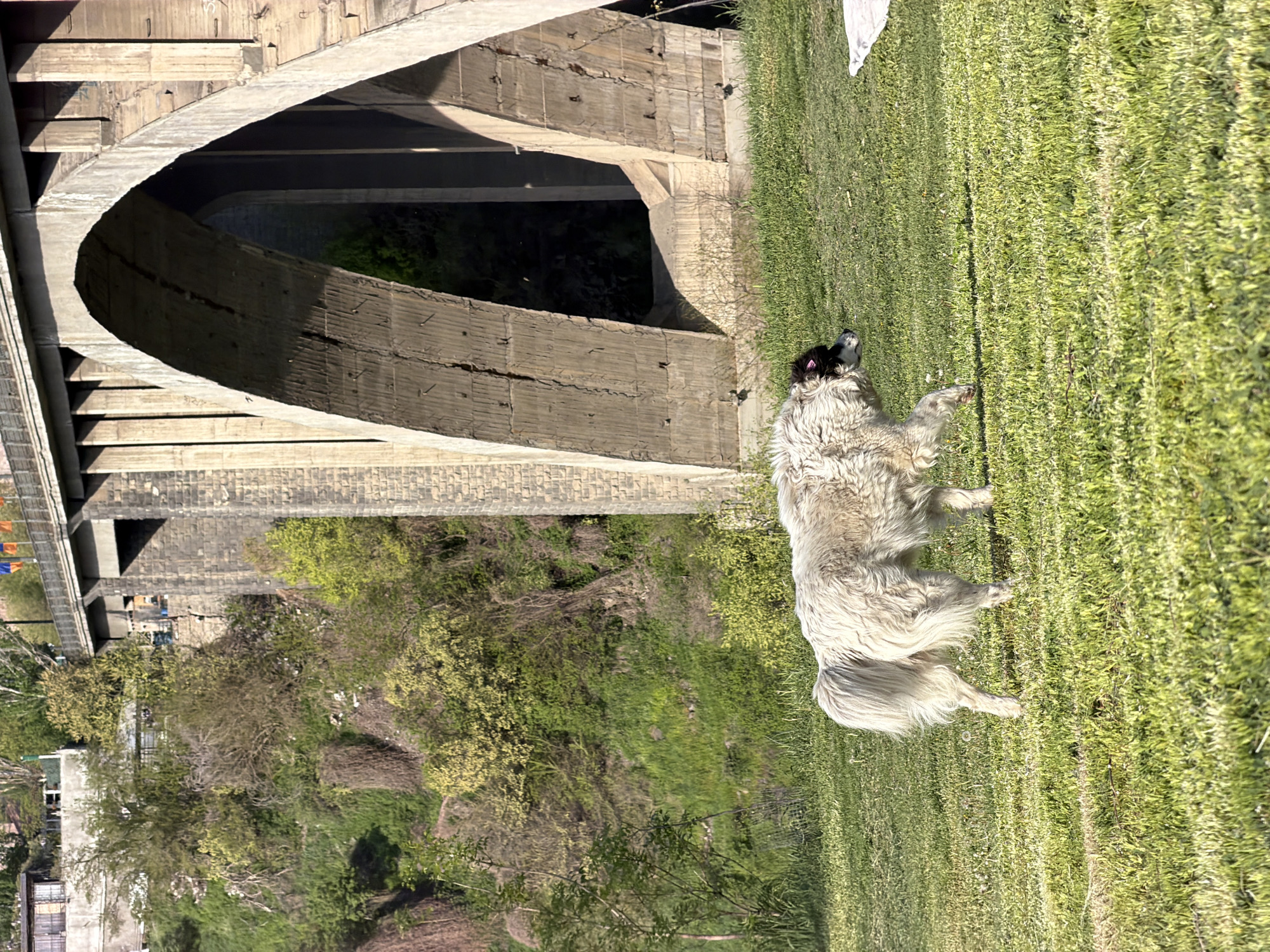 The image, oriented correctly, depicts a large, fluffy dog standing on a vibrant green lawn next to a massive concrete bridge structure, likely an overpass or viaduct, in Yerevan, Armenia.
The primary subject is a dog with light-colored, long fur, possibly a Caucasian Shepherd Dog or a similar large breed. It has darker patches of fur on its head and ears. The dog is positioned in the right foreground and mid-ground, standing on all four legs, looking upwards and to its left with an alert and curious expression. Its posture suggests it is observing something outside the frame.
To the left of the dog and extending into the background is a sturdy concrete bridge with multiple arch-like openings and supporting pillars. The concrete appears aged and weathered, showing cracks and discoloration. Sunlight casts strong shadows, highlighting the architectural details of the bridge. Beneath the bridge, and extending into the left and distant background, is a steep, heavily vegetated hillside with numerous trees and shrubs, showing varying shades of green, indicative of spring or summer. Some distant buildings or structures are faintly visible through the foliage under the bridge.
The grass in the foreground is bright green and well-lit by direct sunlight, suggesting a clear, sunny day. The overall scene combines urban infrastructure with natural elements. There is no visible text in the image.