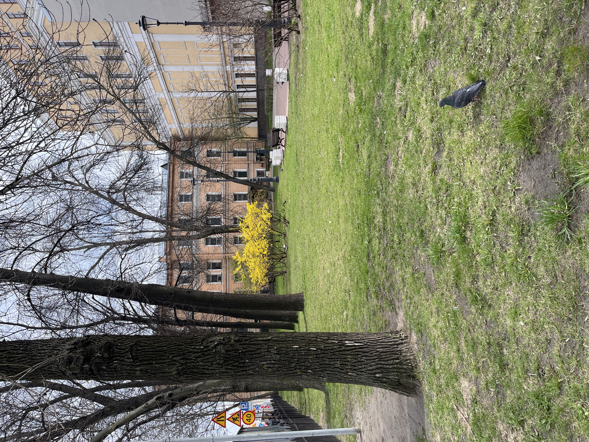 This image depicts a park scene in Saint Petersburg, Russia. In the foreground, the rough bark of mature trees lines a path. Road signs are visible along a street beyond a low fence. Behind the trees, a vibrant yellow bush stands out against the backdrop of several buildings with multiple stories and windows. A gray pigeon is perched on the green grass. The environment is urban yet includes natural elements, hinting at a managed green space within the city.