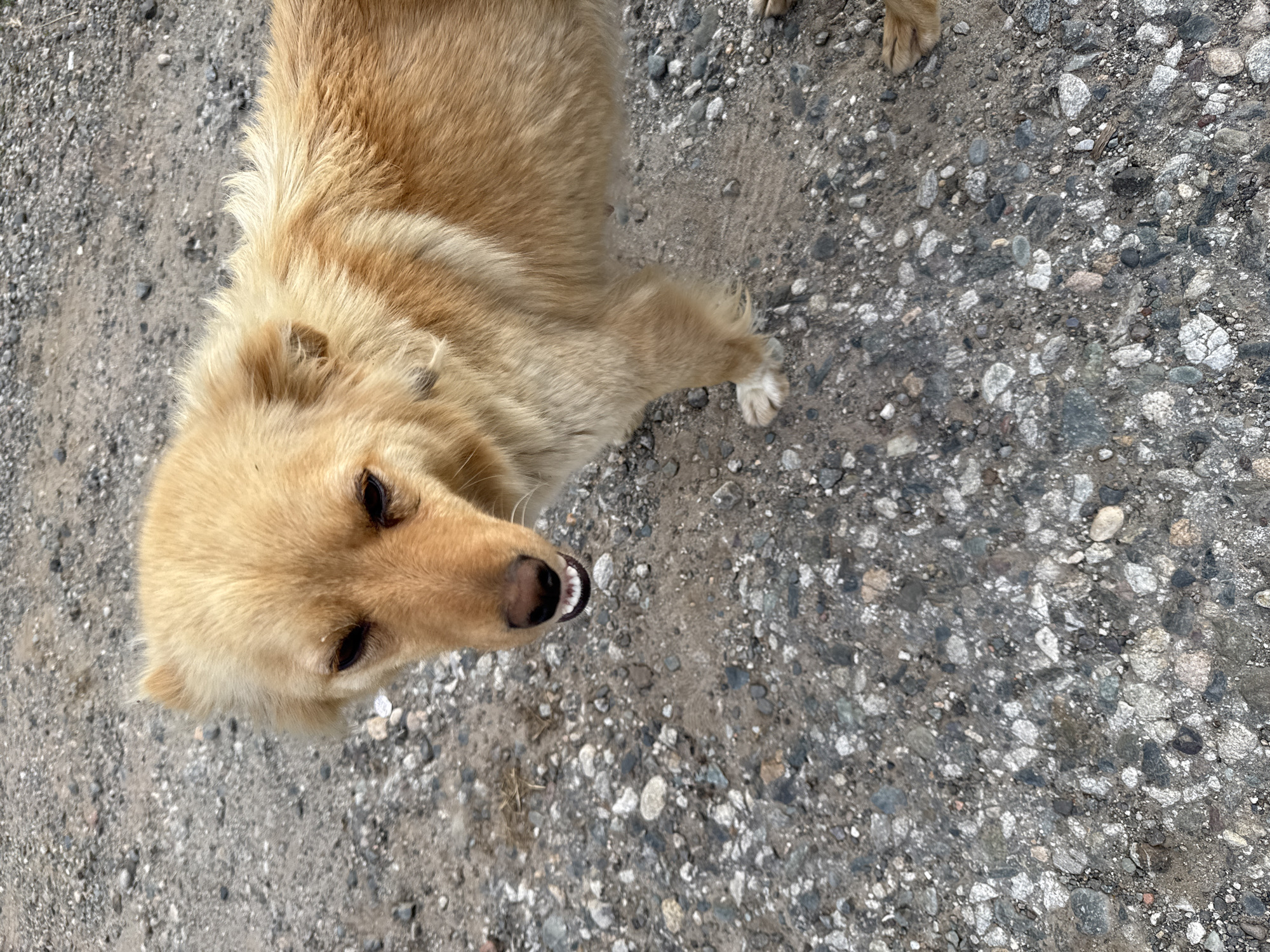 This media file features a close-up, high-angle shot of a medium-sized, light brown dog lying on a gravelly surface. The dog is facing the camera, with its head tilted slightly to the side, and its mouth is open, revealing its teeth and tongue. Its eyes are dark and appear to be looking directly at the viewer, creating a sense of engagement. The dog has a thick, fluffy coat, and its paws are visible, with one hind paw resting on the ground.
The background consists of a textured, greyish-brown gravel ground with numerous small stones of varying colors, including white, grey, and black. The lighting suggests it is daytime, possibly late morning or early afternoon, with no strong shadows indicating a bright but not necessarily harsh sun. The environment appears to be outdoors, possibly a pathway, yard, or unpaved area. The presence of small pebbles and the general texture of the ground suggest a natural or semi-developed outdoor setting. The dog's expression could be interpreted as curious or perhaps panting. There is no visible text within the image. The location context provided is Каменномостское сельское поселение, Russia, which aligns with the rustic outdoor scene depicted.