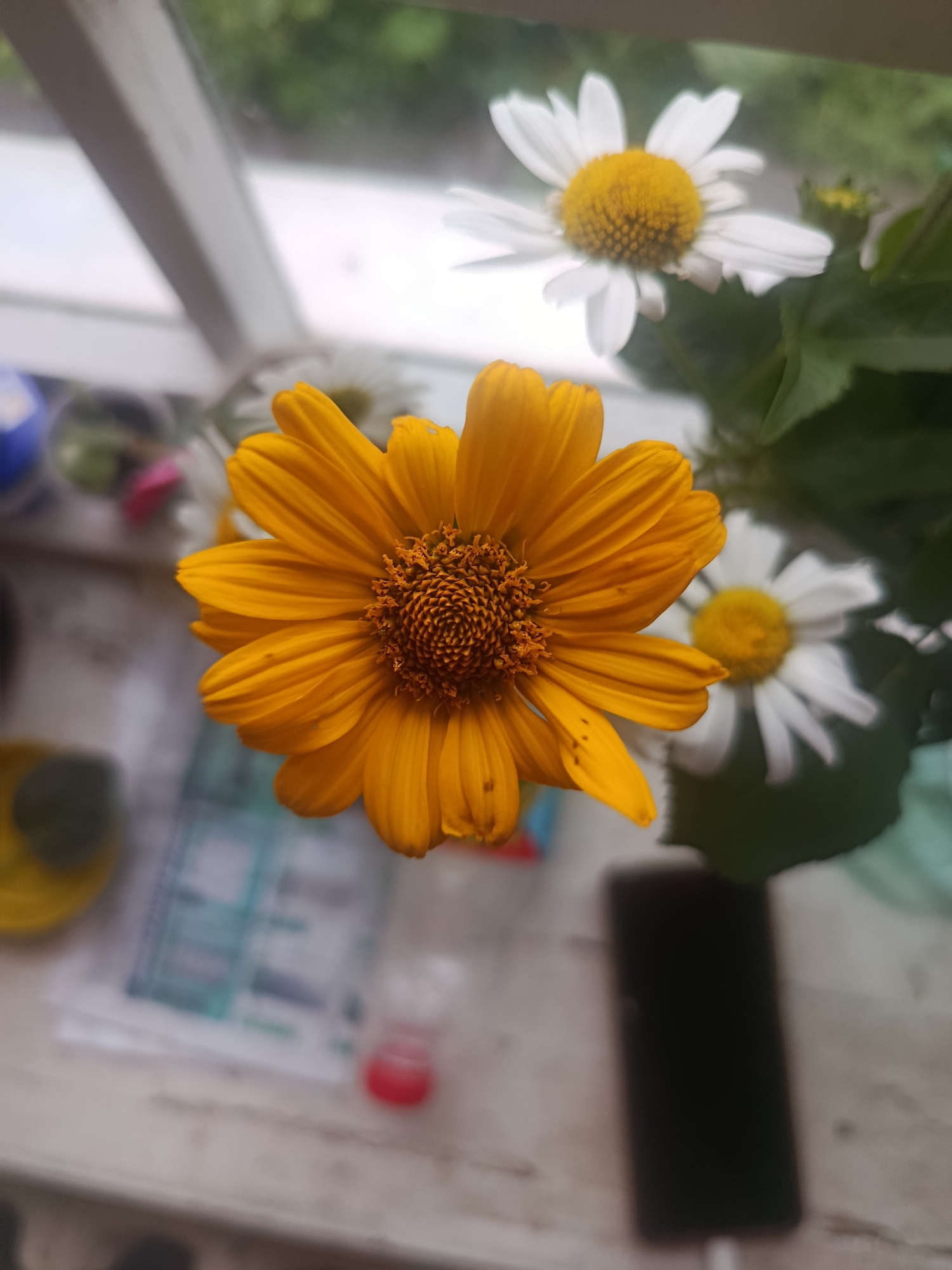 The image depicts a still life composition featuring two flowers, one large yellow daisy-like flower in the foreground and a smaller white daisy with a yellow center in the background, slightly to the right. The yellow flower is in sharp focus, displaying its intricate center and vibrant petals. The white daisy is softer and out of focus. Behind the flowers, a window with white panes is visible, through which a blurred green outdoor environment can be seen. On a surface below the flowers, various out-of-focus objects are present, including what appears to be a black smartphone, some papers, and possibly a small red object. The overall setting suggests an indoor environment near a window, with natural light illuminating the scene. There is no indication of the city of Zolotonosha, Ukraine, or any specific forensic details.