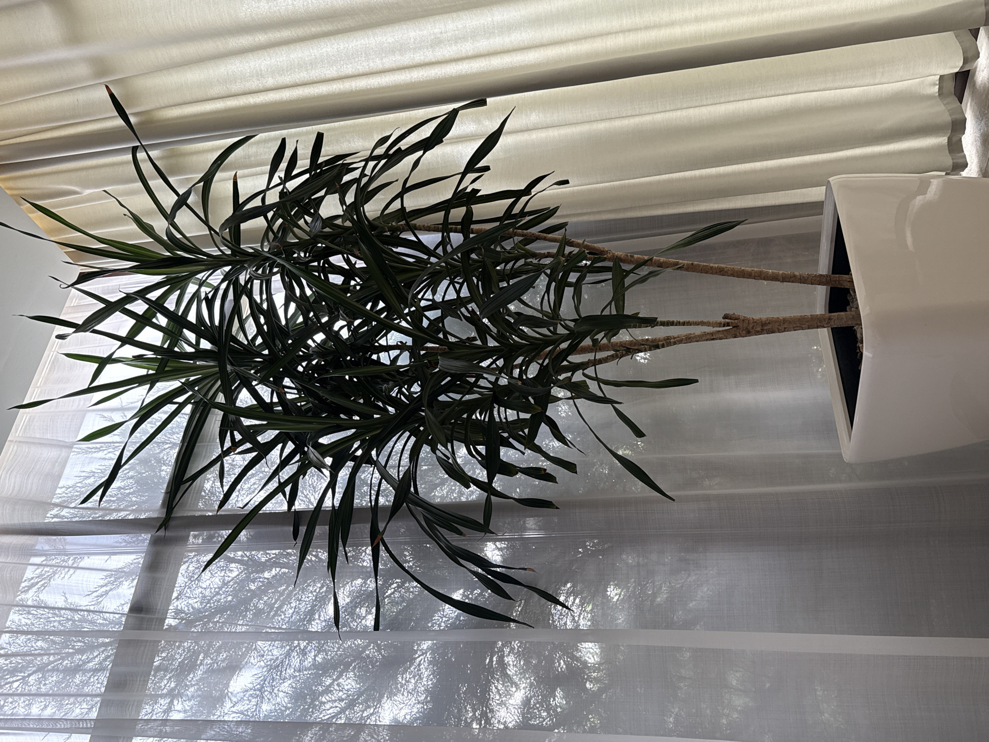 A large, leafy green plant in a white square planter is positioned in front of a window with sheer white curtains. The window allows diffused light to enter, illuminating the branches of a tree visible through the curtains. To the right of the plant and window, heavier, light-colored curtains hang. The scene appears to be indoors, possibly in a residential setting in Razumnoye, Russia, given the context provided. There are no people or actions depicted in the image.