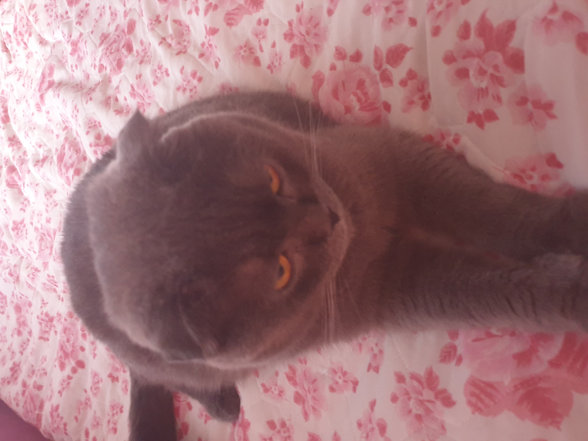 A grey Scottish Fold cat is lying on a pink floral-patterned blanket. The cat is facing forward with its head slightly tilted down, and its orange eyes are visible. The blanket has a repeating pattern of light pink roses and leaves. The image appears to be taken indoors, possibly in a bedroom. There is no visible indication of the location being the city of Lozovyi Yar, Ukraine.