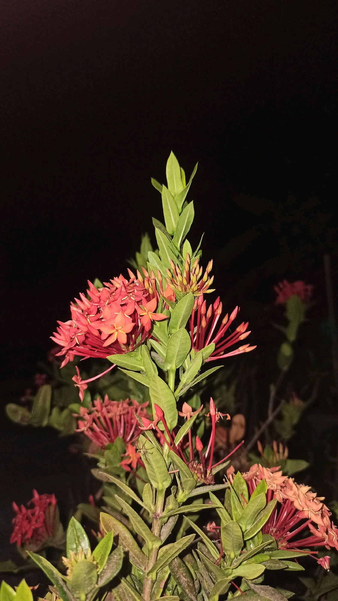 This is a close-up, vertical, outdoor photograph taken at night, featuring a cluster of red Ixora flowers. The flowers are in various stages of bloom, with some fully open and others in bud form. They are arranged in dense clusters at the end of green stems and branches. The leaves are a vibrant green, some appearing slightly waxy, and are interspersed with the flowers. The background is completely dark, suggesting the photograph was taken in low-light conditions, likely with artificial lighting illuminating the flowers. The overall impression is one of natural beauty, with the bright red of the Ixora flowers standing out against the deep black background. The photograph does not depict any people or specific landmarks that would allow for precise location identification within Gundik, Indonesia. The image focuses solely on the botanical subject.