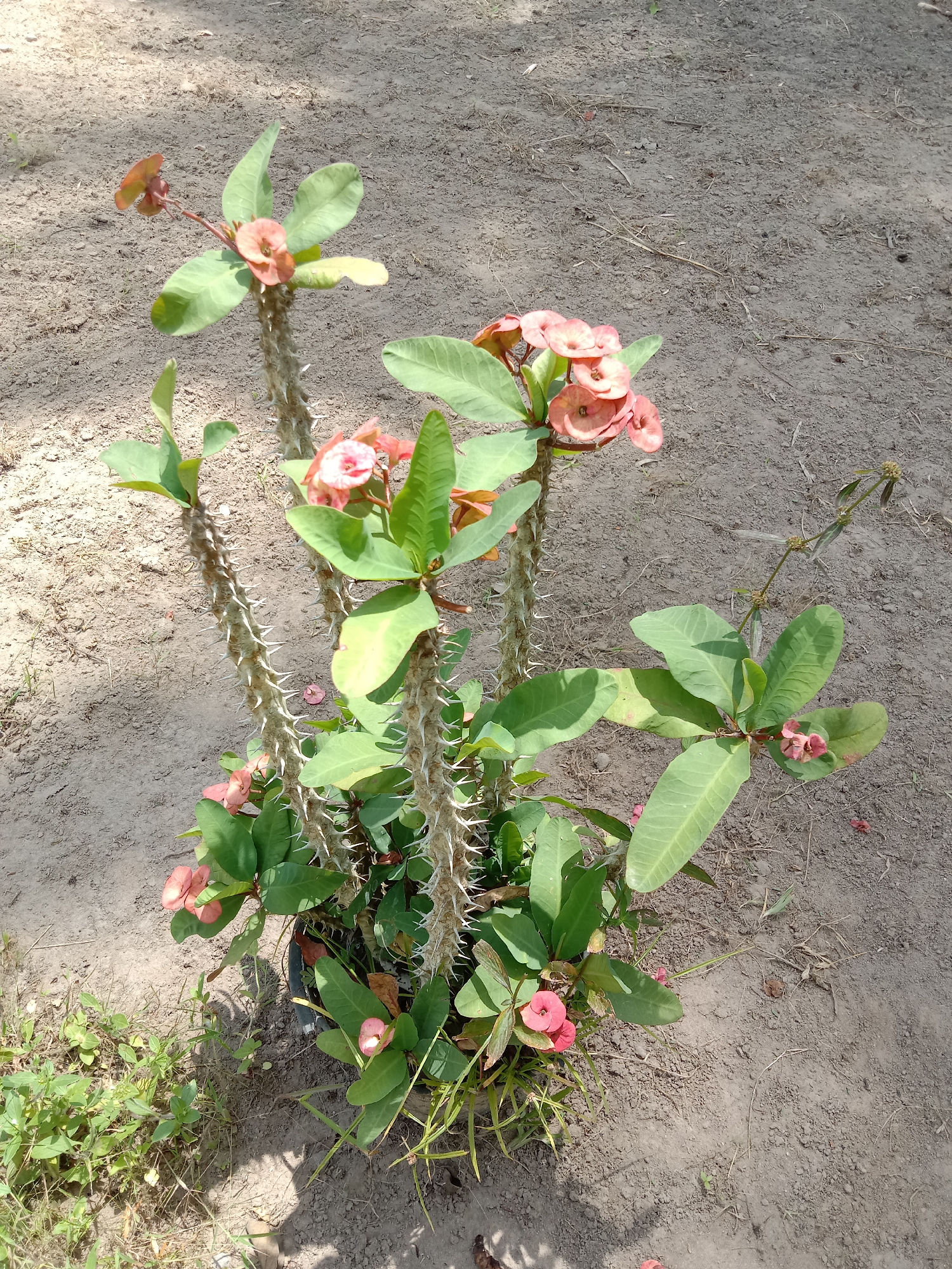 A potted Euphorbia milii, or crown of thorns plant, stands on sandy soil in what appears to be Blangkarieng, Indonesia. The plant has thorny stems and green leaves, with clusters of small pink flowers. The soil around the pot is sparsely vegetated, and sunlight casts shadows on the ground.