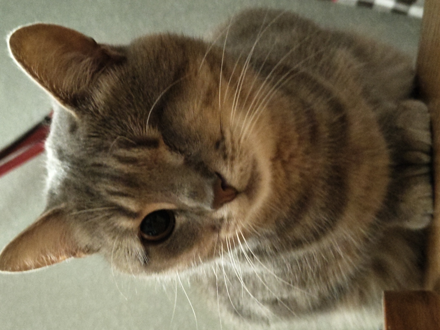 A close-up, eye-level, medium shot captures a tabby cat sitting on a wooden surface, its body angled to the viewer's left. The cat's fur is a mix of gray and tan stripes. Its left eye is open, revealing a dark pupil, while its right eye is closed, giving the impression it is winking. The cat's whiskers are prominent and extend outward. The background is a soft, neutral gray, with hints of a red object visible at the top, out of focus. The lighting creates a warm tone, highlighting the cat's fur. There are no people or other animals present in the image. The scene appears to be indoors.