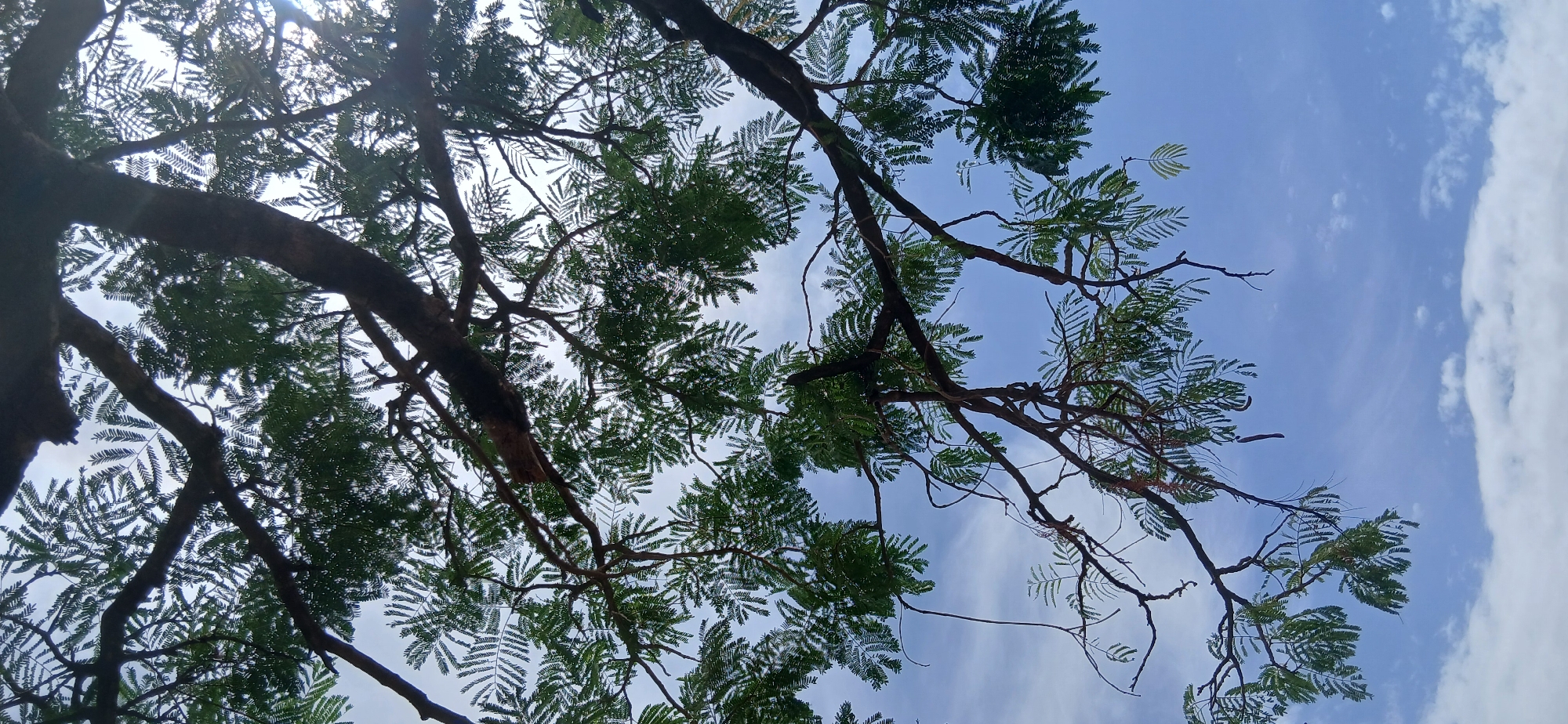 The image depicts the sky partially obscured by tree branches and leaves, taken from a low angle. The sky is a mix of blue and white, with scattered clouds. The tree's leaves are green and feathery. The branches are dark brown, some thin and some thick. The location is implied to be Rigachikun, Nigeria.