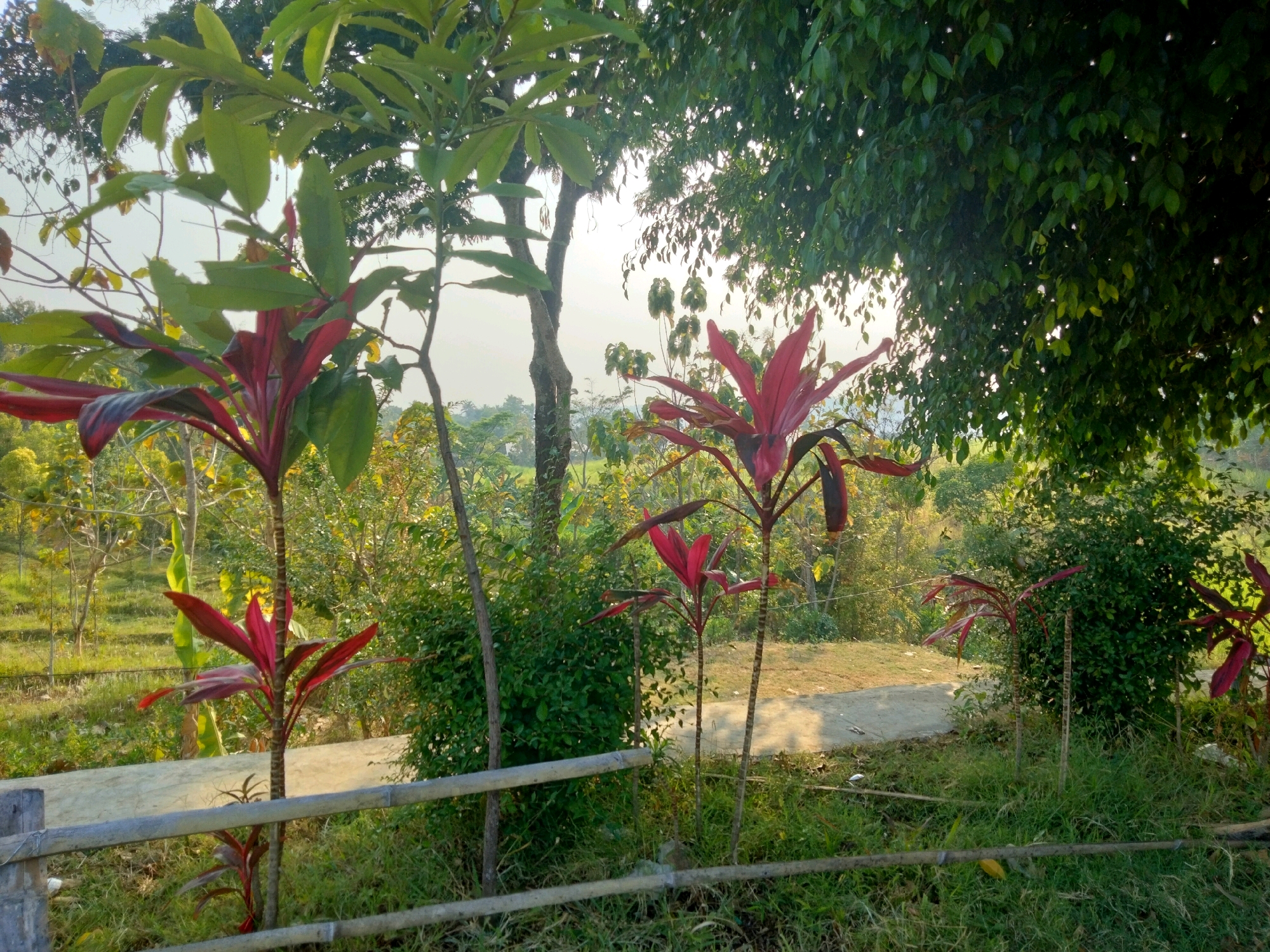 The image depicts an outdoor scene with lush vegetation, characteristic of a garden or park setting in Sawahan, Indonesia. In the foreground, a rustic bamboo fence runs horizontally across the frame. Behind the fence, several plants with vibrant red foliage, likely Ti plants (Cordyline fruticosa), are prominently featured. These plants have tall, slender stems and long, pointed leaves. One of these red-leaved plants is centrally located, with another smaller one to its left and a third to the right.
Behind the red-leaved plants, a variety of other greenery is visible, including trees with broad, light green leaves and darker green, denser foliage. The trees create a canopy that partially shades the scene. The ground is covered with grass and a paved pathway, suggesting a maintained outdoor area. In the background, a gentle slope leads to a more distant landscape with trees and fields, bathed in the warm light of what appears to be either early morning or late afternoon sun. The sky is a pale, hazy blue. There are no people or animals visible in the image.