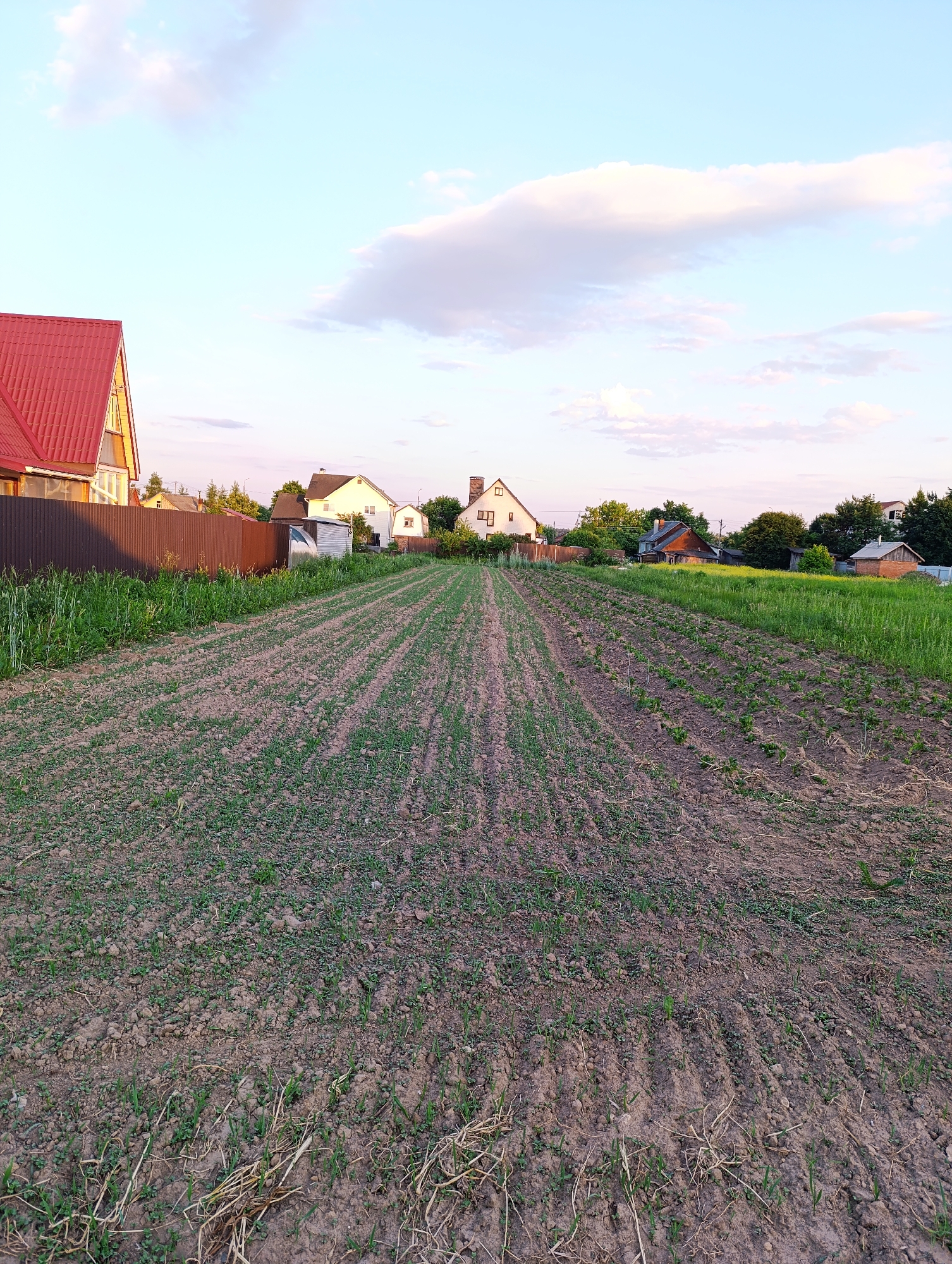 The image depicts a rural or suburban scene with a cultivated field in the foreground. The field is marked with rows of young green plants emerging from the soil. The soil appears tilled, with visible furrows. In the midground and background, several houses with pitched roofs are visible, some with light-colored walls and others with red roofs. A brown fence runs along the edge of the field, separating it from the houses. Trees and vegetation are scattered behind the houses. The sky is a soft blue with scattered white and pinkish clouds, suggesting it might be late afternoon or early evening. The overall impression is one of a peaceful, residential area adjacent to agricultural land.