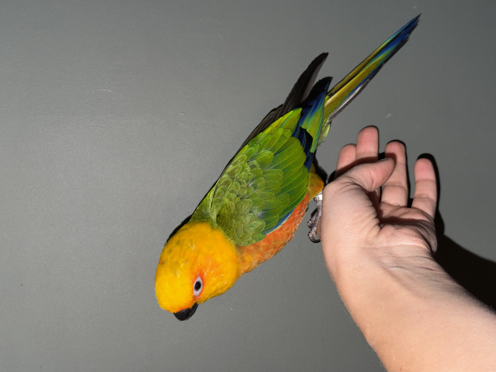 A yellow and green parrot is perched on a human hand against a grey wall. The parrot has a yellow head and breast, transitioning to orange on the lower breast, green wings, and a long tail with blue and yellow feathers. The person's hand is pale and slightly out of focus. The scene appears to be indoors. There is no indication of the location being in Khimki, Russia.