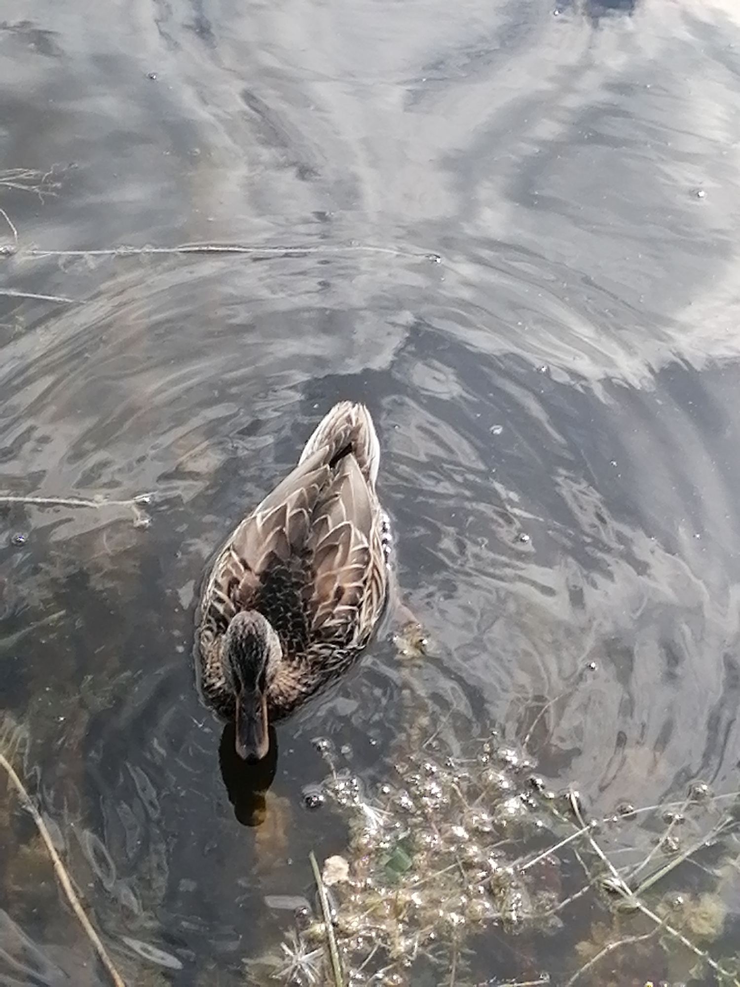 An overhead shot shows a single duck swimming in a body of dark water. The duck is facing the viewer and is mostly submerged, with only its head and upper back visible. The water is rippled, with reflections of the sky and surrounding environment visible on the surface. Some vegetation is visible at the edges of the water. The image was taken in Zarasai, Lithuania.