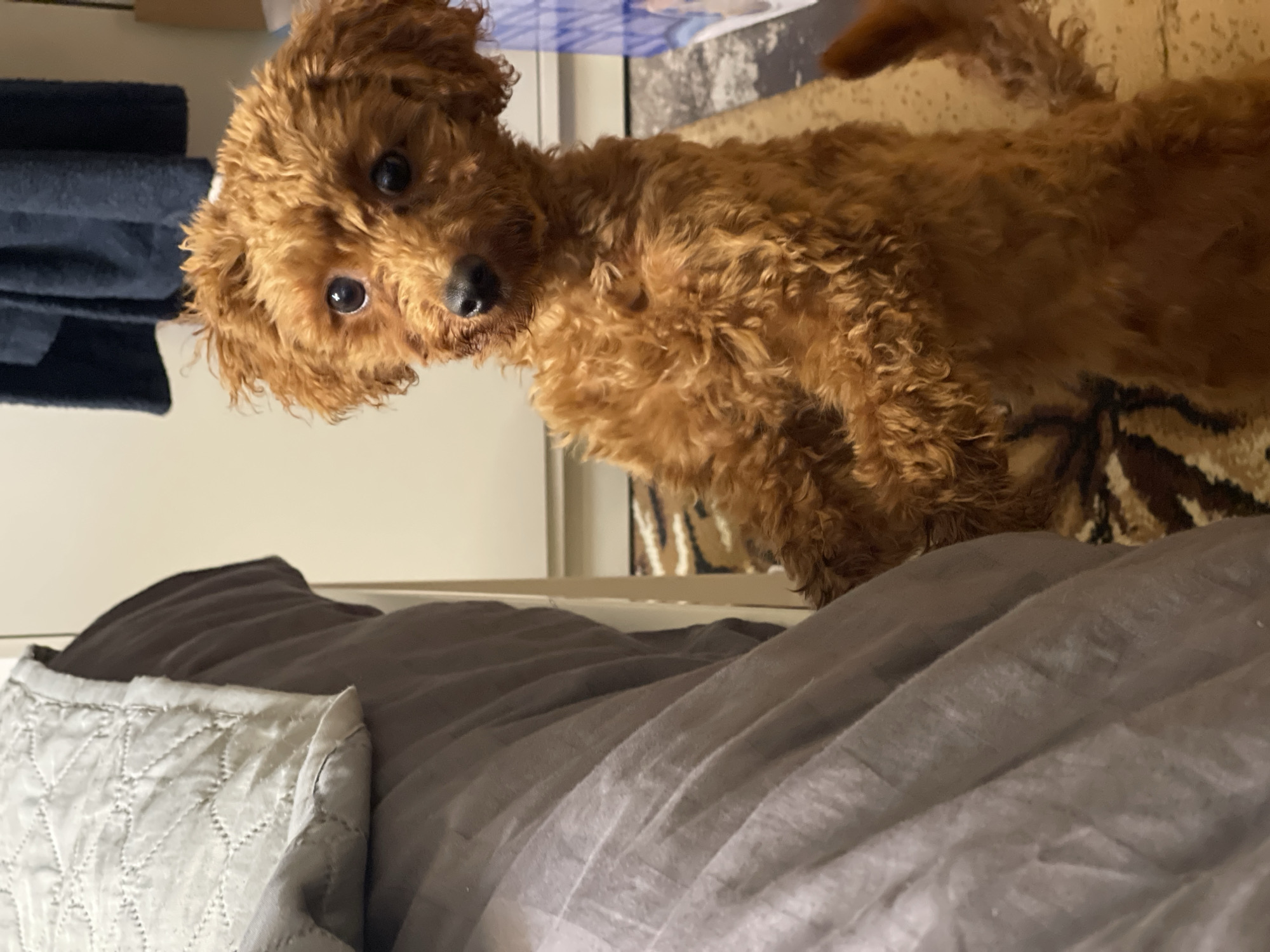 A brown curly-haired dog stands on a tan and brown patterned surface above a gray bed with a light gray pillow. The location is unknown, and there is no indication that the image was taken in Sofia, Bulgaria.
