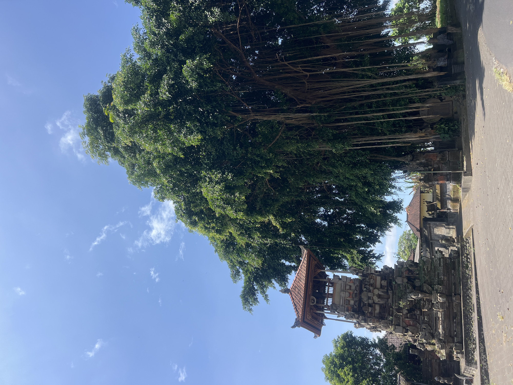 This image captures a vibrant outdoor scene in Sukawati, Indonesia, showcasing a blend of lush nature and traditional architecture under a bright blue sky.
The most prominent feature is a very large tree, likely a Banyan, with an expansive, dense green canopy filling much of the upper and central left portion of the frame. Numerous long, slender aerial roots hang vertically from its branches, extending downwards.
To the right and below the tree, a traditional Balinese stone structure is visible. This intricate building features a multi-tiered, reddish-brown tiled roof and appears to be an ornate gate or a bale kulkul (drum tower) due to its elevated, open-sided design and elaborate stone carvings. Further into the background, other traditional buildings with similar architectural characteristics can be seen.
A paved road or pathway runs along the right side of the image. The sky is a clear, bright blue with a few scattered, wispy white clouds, indicating sunny weather during daytime, likely morning or early afternoon. The overall atmosphere is peaceful and culturally evocative. There are no people visible, and no discernible text appears in the image.