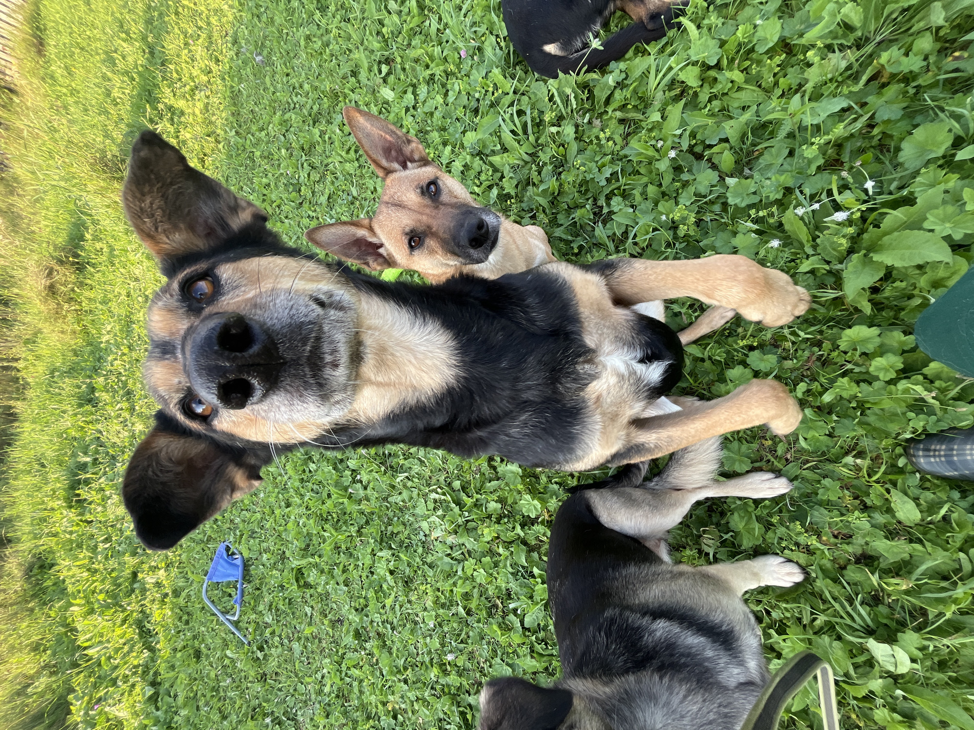 In a grassy outdoor setting, likely a park or yard, three dogs are present. One German Shepherd-mix dog is in the foreground, sitting upright and looking directly at the camera with its head tilted. Its front paws are on the ground, and its ears are perked up. Behind this dog, to the right, is another dog of similar breed, also looking towards the camera. A third dog, mostly black with some grey markings, is visible to the left, lying down. A blue object, possibly a dog toy, is on the grass to the left of the central dog. The ground is covered in lush green grass and some small white flowers. The image is taken at eye level with the dogs, suggesting a low-angle shot. The lighting indicates it is daytime, likely late afternoon or early morning, with sunlight casting a warm glow on the grass. The location is identified as Nizhny Tagil, Russia.
