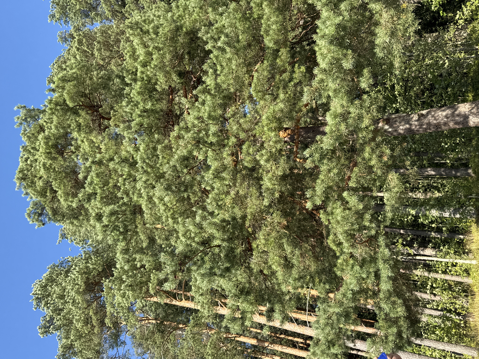 The image depicts a dense forest dominated by tall pine trees with green needles. The sky above is clear blue. In the foreground, a portion of a person wearing a blue garment is visible on the left side, interacting with the environment. The scene appears to be an outdoor natural setting, likely within a forest area.