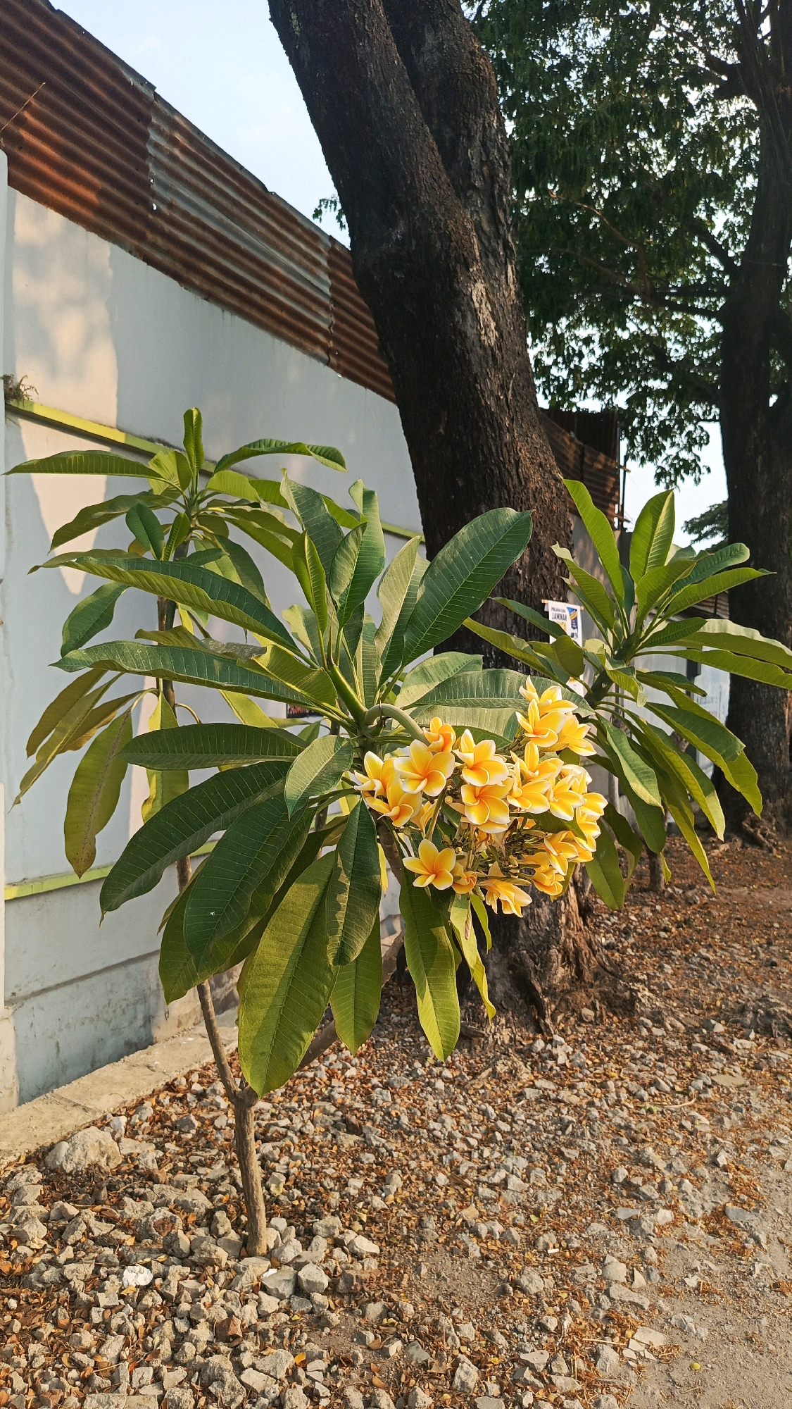 A close-up, full shot captures a frangipani tree with bright yellow and white flowers in full bloom, positioned in the foreground of Cekok, Indonesia. The tree's lush green leaves are vibrant under the soft afternoon sun, contrasting with the weathered, rusty corrugated metal roof of a building behind it. A large, dark tree trunk stands to the right of the frangipani, its rough bark a testament to its age. The ground is covered with a layer of small stones and fallen leaves, creating a natural and rustic atmosphere. The sky above is a clear, pale blue.