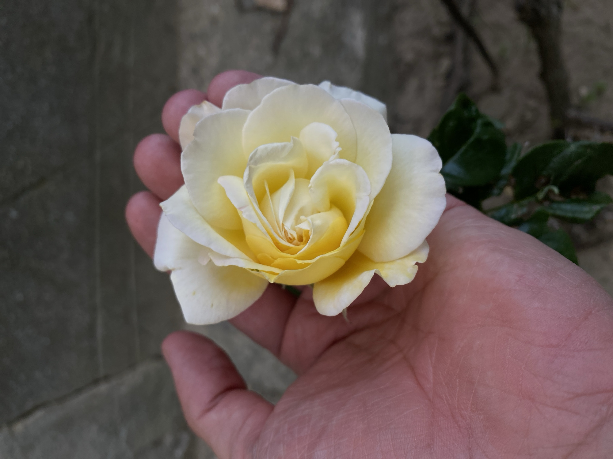 A single, light yellow rose with creamy outer petals is held cupped in a person's open palm, with the thumb and index finger supporting the stem. The rose is in focus, showcasing its layered petals and vibrant yellow center. The background is a rough, grey stone wall. The image was captured in Cairaclia, Moldova.