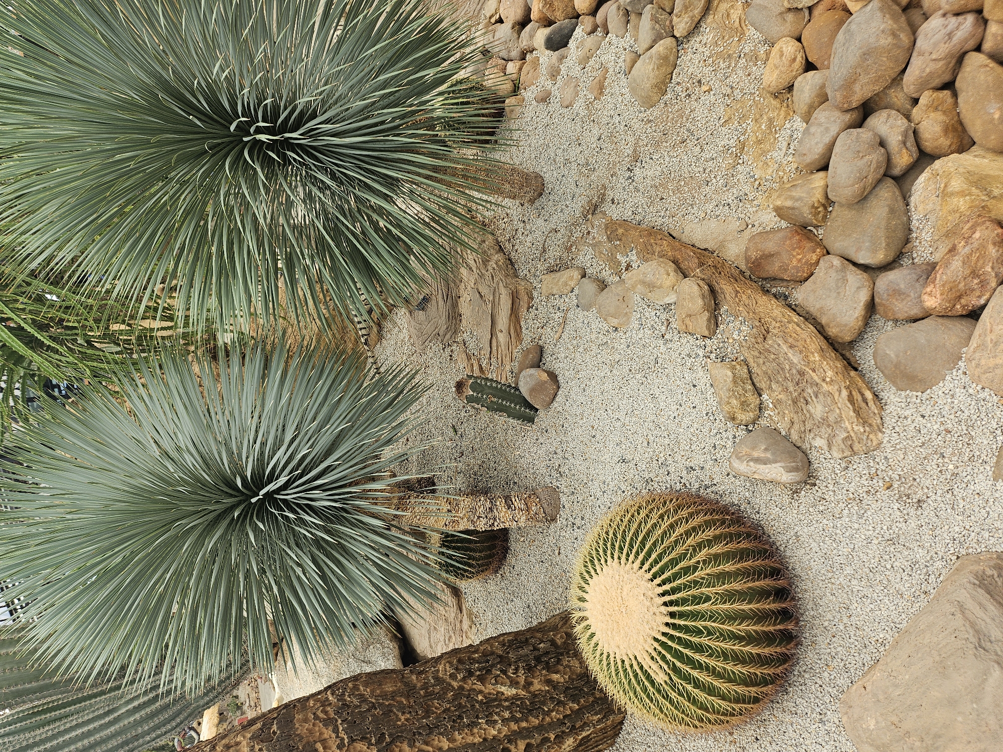 This is a photograph of a desert garden exhibit, likely located within a botanical garden or zoo in Tambon Na Chom Thian, Thailand, given the exotic flora and sandy, rocky terrain. The foreground features a large, spherical golden barrel cactus, its ribs and spines clearly visible. To the left of the golden barrel cactus, a section of a thick, textured tree trunk is visible, appearing dry and weathered. Behind the golden barrel cactus, a smaller, cylindrical cactus with prominent spines stands upright.
Dominating the midground and background are two large, spiky plants with a bluish-green hue, resembling desert lilies or yuccas, with their leaves fanning out in a radial pattern from a central stem. Their trunks are visible, textured and light brown. The ground is covered in fine, light-colored gravel, interspersed with various sizes of smooth, rounded stones and pieces of weathered wood. In the far background, blurred foliage and structures suggest an enclosed environment, possibly a greenhouse or a section of a larger botanical display. The lighting is even, suggesting an overcast day or artificial illumination. No people are present in the scene.