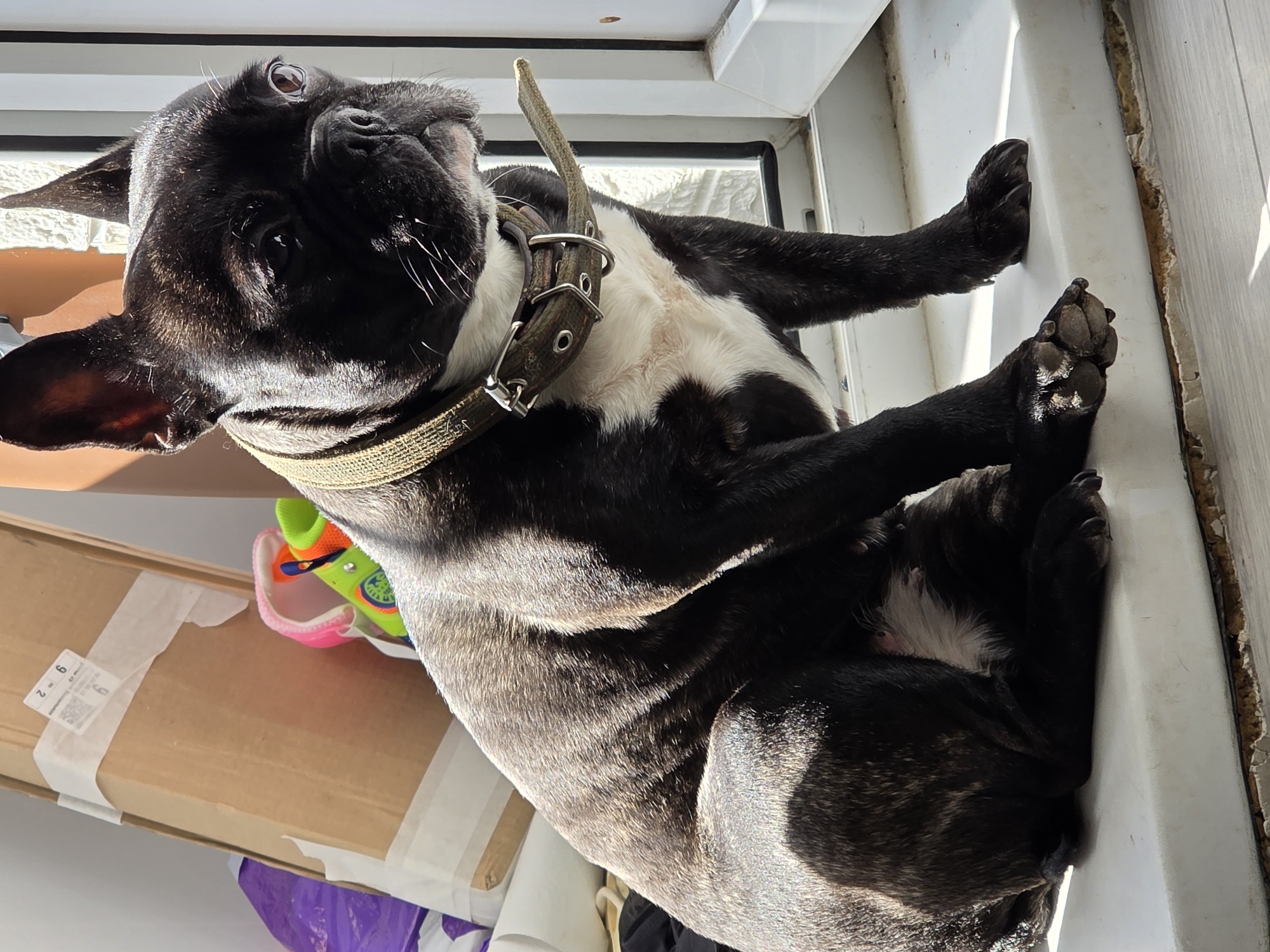 A black and white French bulldog sits on a white windowsill, looking to its right. The dog has a brown collar with metal accents. Behind the dog are several objects, including a cardboard box, a purple bag, and a colorful toy. The scene is illuminated by sunlight, casting shadows on the dog and the objects. The background appears to be indoors, with a window frame visible on the right side of the image. The setting does not provide any specific indicators that it is located in Chaikovsky, Russia.