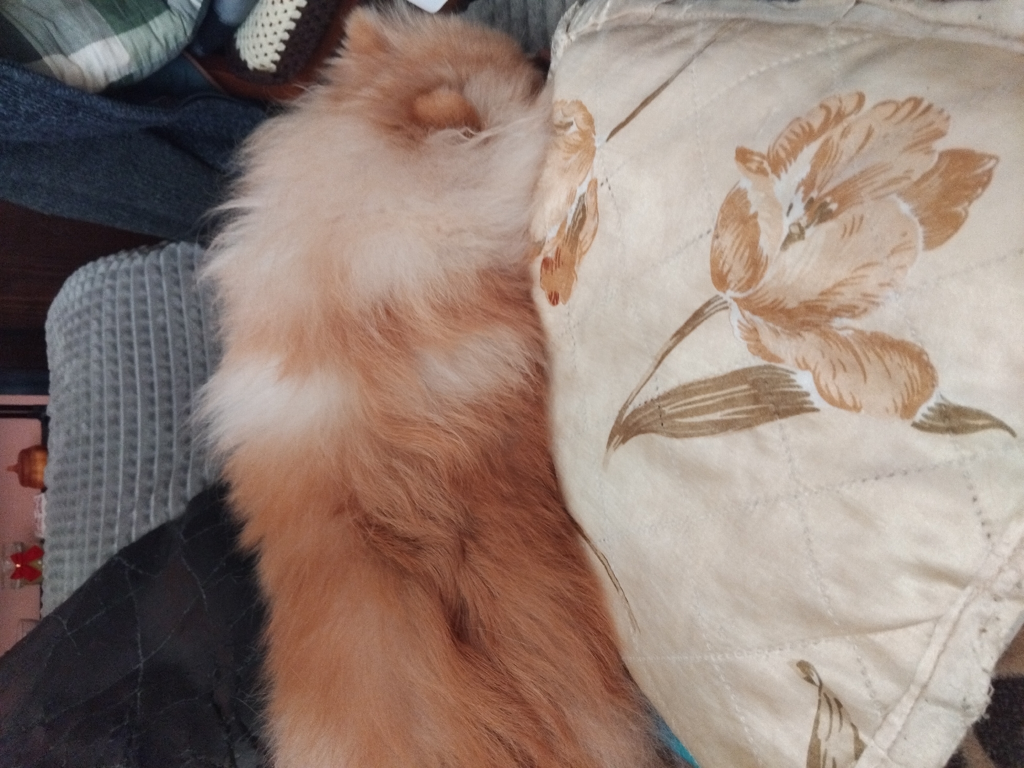 A ginger-colored Pomeranian dog is curled up asleep on a cushion. The cushion is floral print. The dog has its head tucked into the cushion, and its fur is long and fluffy. The location is the city of Apriltsi, Bulgaria.