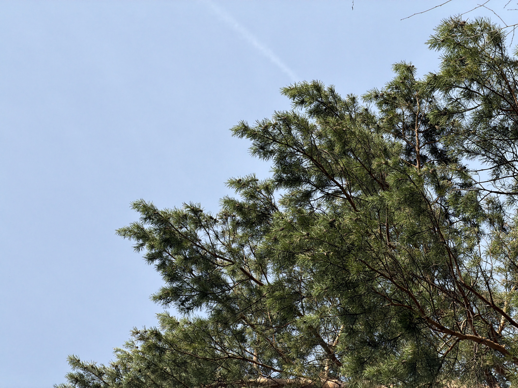 The image shows a view looking up into pine tree branches against a light blue sky. A faint contrail is visible in the upper left portion of the sky. The tree branches fill the right side and bottom of the frame, with dark green needles and small brown pine cones visible. The tree trunks are partially visible behind the foliage. The scene appears to be outdoors during daylight. Krasnoyarsk, Russia is not indicated in the image.