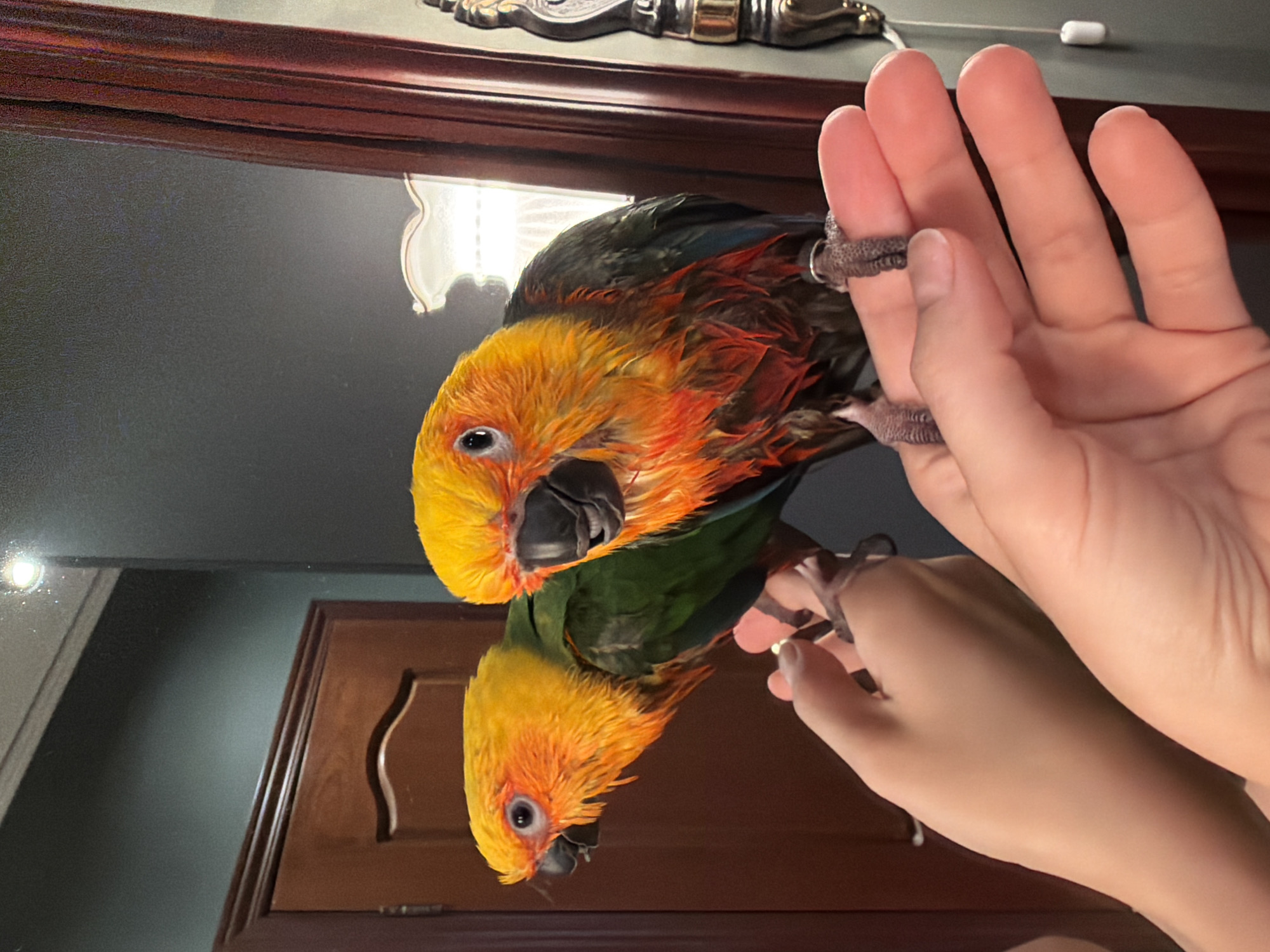 The image displays two sun conure parrots with vibrant yellow and orange plumage, perched on a person's hand. The parrots appear to have wet feathers, possibly from a recent bath. One parrot is positioned in the foreground, looking to the left, while the other is slightly behind and to the left, also facing left. The background reveals a wooden door, a dark wall, and a reflection in a mirror, which shows the person's hands and the birds. The scene appears to be indoors, likely in a residential setting. There is no identifiable information in the image that would suggest a location in Khimki, Russia.