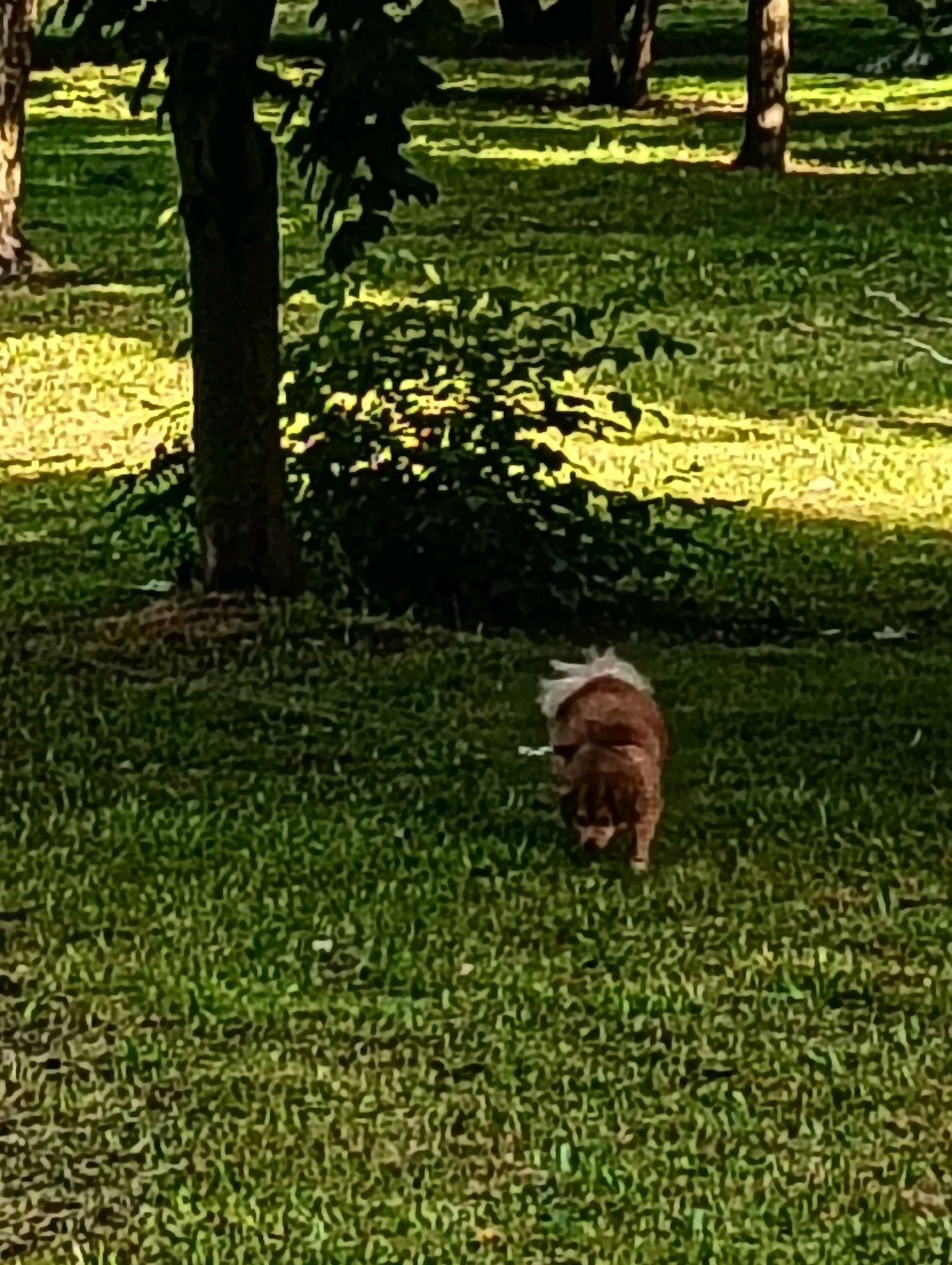 The image depicts a small, fluffy, light brown and white dog running on a grassy lawn in a park setting. The dog is facing away from the camera and is positioned in the lower right quadrant of the image. The background features dappled sunlight filtering through trees, creating patches of light and shadow on the green grass. The overall scene suggests an outdoor, natural environment. The specific location in Hrodna, Belarus cannot be determined from the visual information provided.