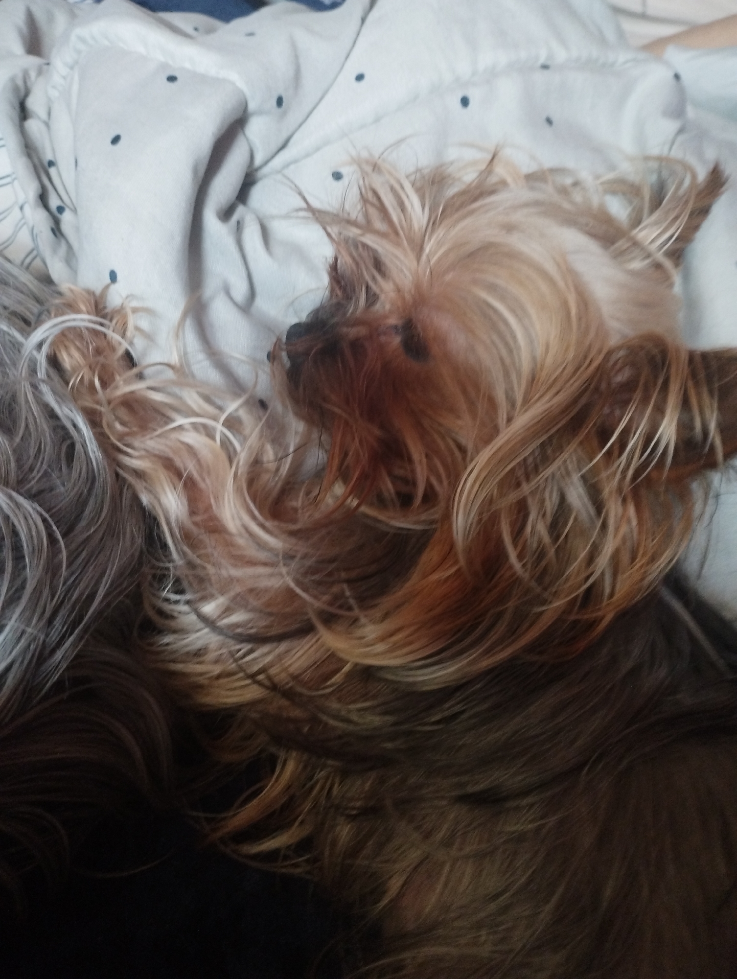 The image captures a close-up of a small, long-haired dog, likely a Yorkshire Terrier or similar breed, resting peacefully on a bed. The dog is lying on its back or side, with its head tilted, and its distinctive long fur spread out around it. The fur exhibits a range of colors, from golden blonde around the head and lighter tones, transitioning into various shades of brown and darker hues towards the body.
To the left of the main dog, a mass of greyish, long fur is visible, suggesting the presence of a second dog nestled alongside the first. Both dogs are situated on a light-colored blanket or duvet, which features a subtle pattern of small, dark blue polka dots. The bedding appears soft and inviting, with gentle folds and creases.
The scene is set indoors, most likely in a bedroom, conveying an atmosphere of comfort and relaxation. The lighting is soft and diffused, indicating a tranquil moment of rest, though no specific time of day is evident. There is no visible text within the image. The overall impression is one of a serene and cozy environment, possibly located in Burgas, Bulgaria.
