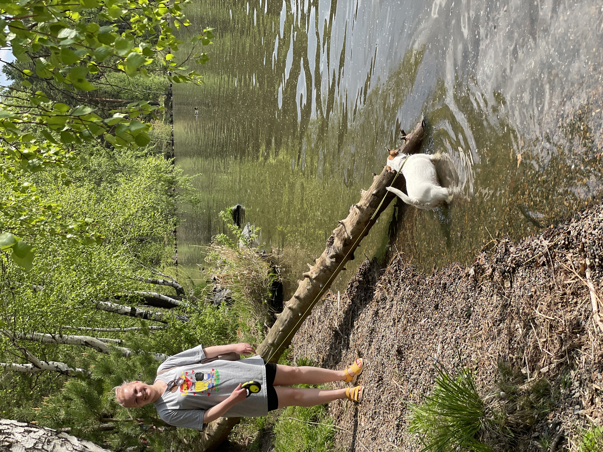 A person stands on the shore of a body of water, likely a lake or pond, holding a retractable leash attached to a dog that is standing in the water. The person is fair-skinned with blonde hair, wearing a grey T-shirt with a graphic, black shorts, and yellow sandals. They hold a black and yellow retractable leash in their right hand. The dog is white with some brown markings, standing in the shallow water near a fallen log. The log stretches from the shoreline into the water. The shoreline consists of small rocks and some vegetation. The water is murky with reflections of the surrounding trees. The background shows trees with green leaves, indicating a natural environment. The location is inferred to be near Zheleznogorsk, Russia due to other information.